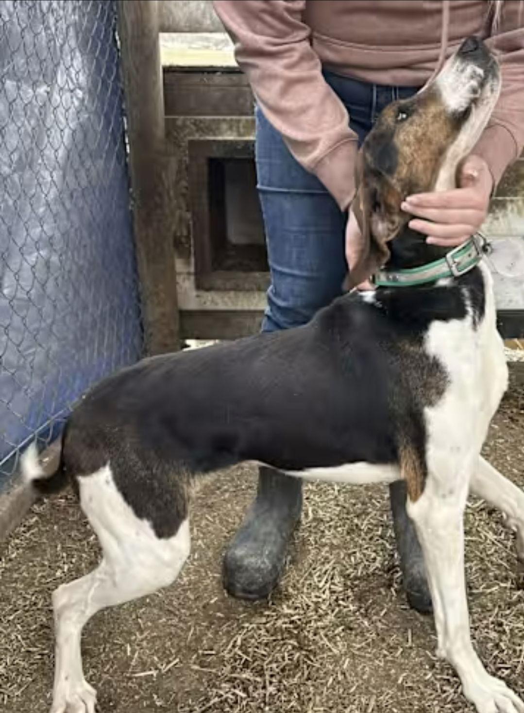 Enlarge Lincoln, a Adoptable Treeing Walker Coonhound in Westminster, MD image 1/2