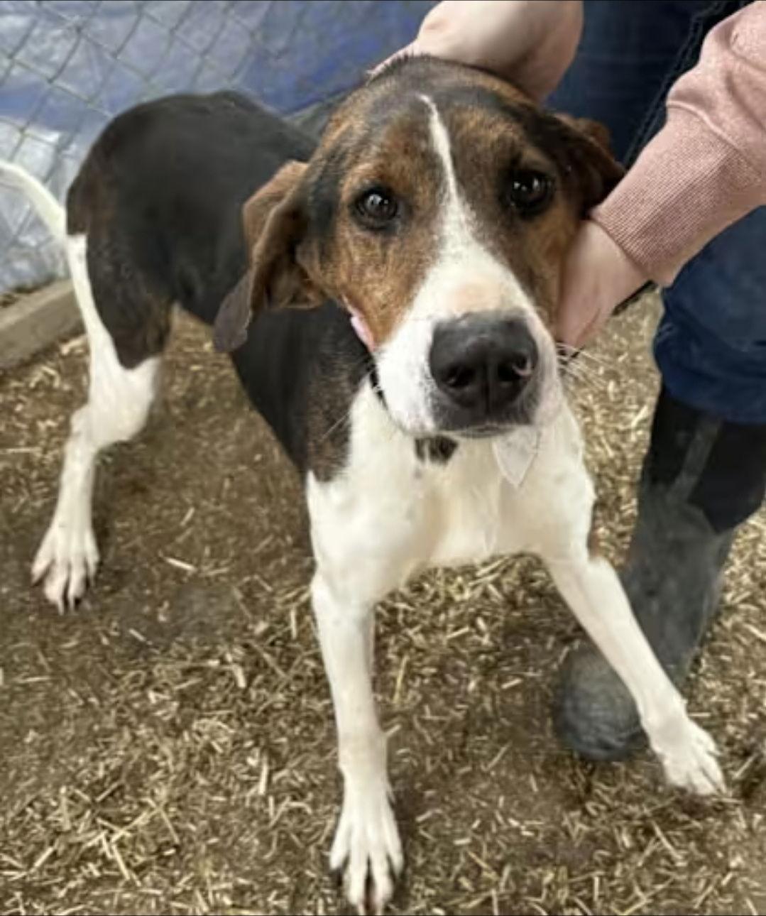 Enlarge Lincoln, a Adoptable Treeing Walker Coonhound in Westminster, MD image 2/2