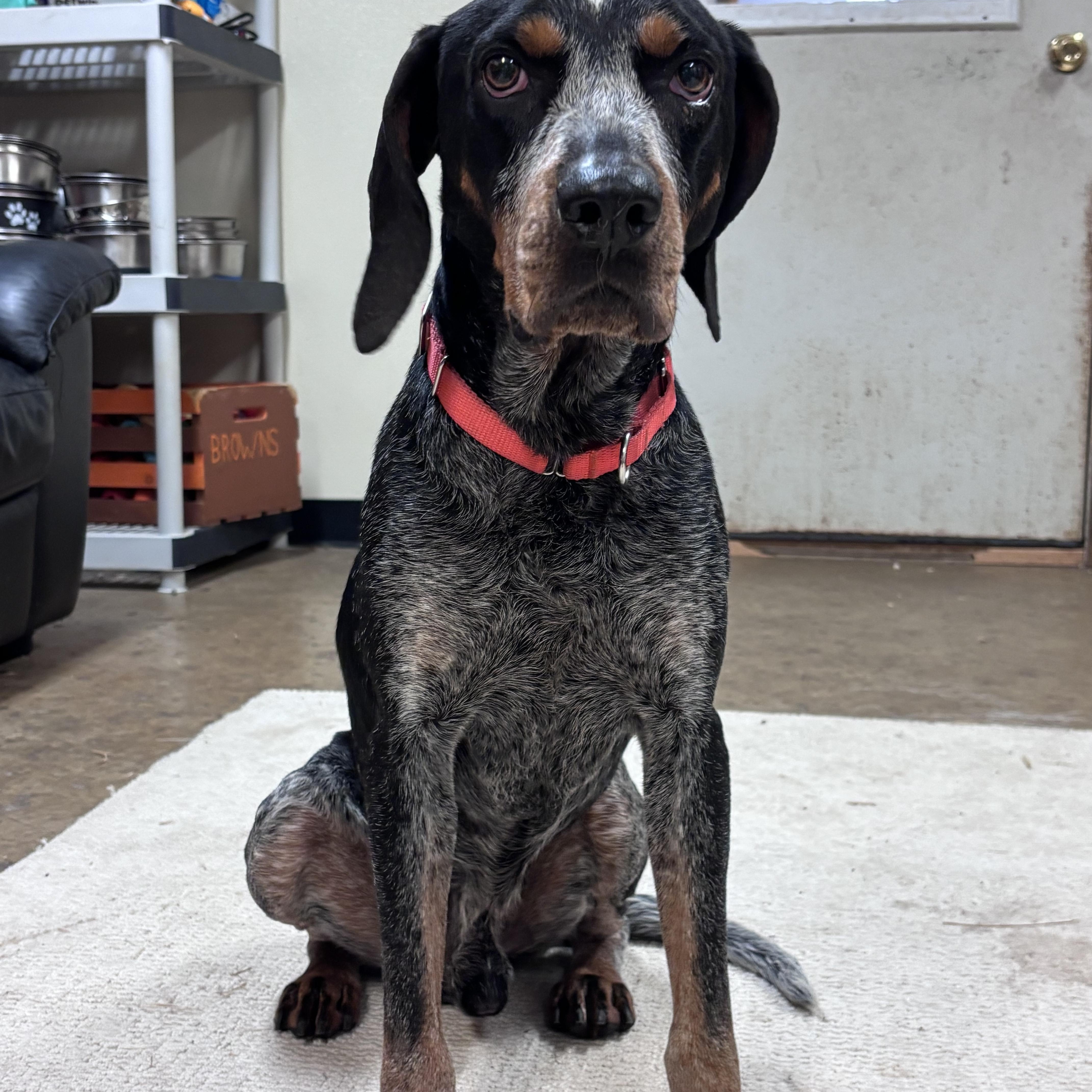 Shotgun, a Adoptable mixed breed in Chardon, OH image 1/5
