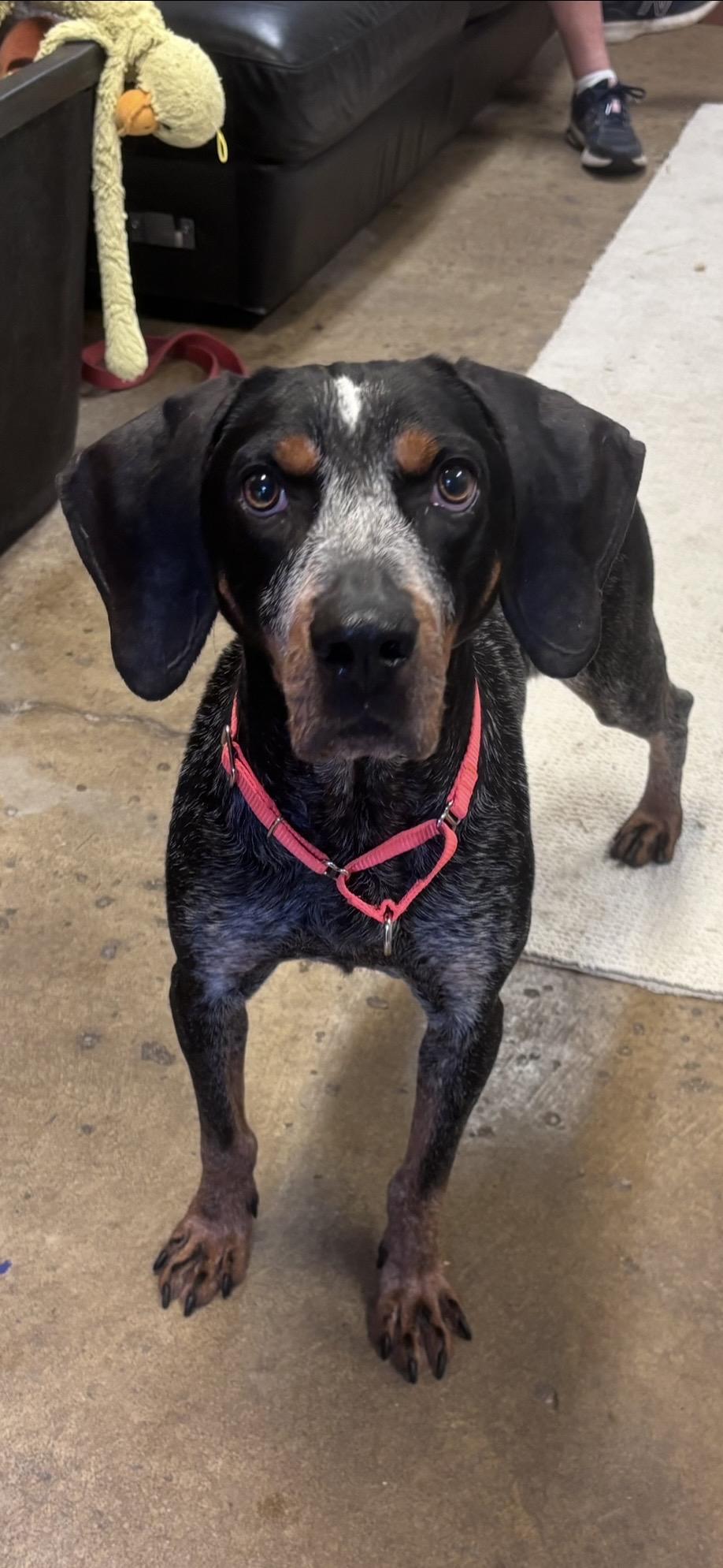 Shotgun, a Adoptable mixed breed in Chardon, OH image 4/5
