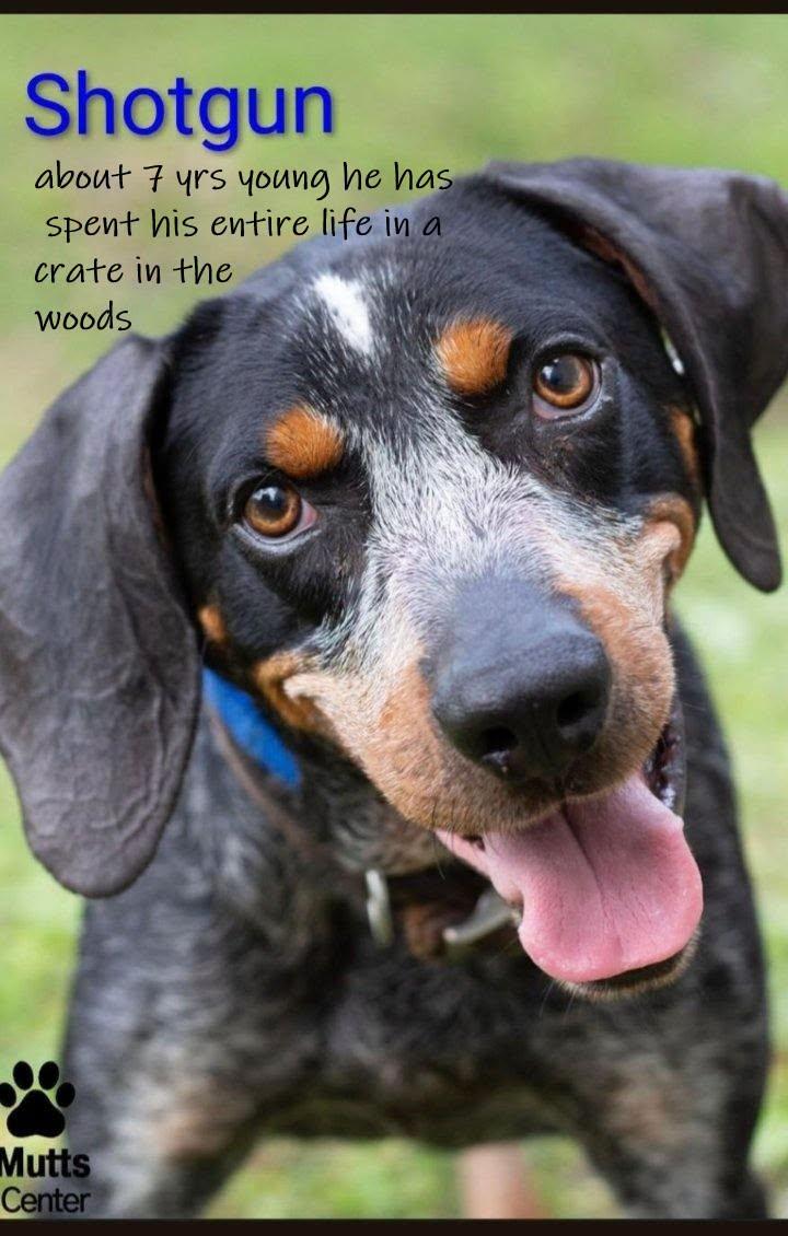 Shotgun, a Adoptable mixed breed in Chardon, OH image 2/5