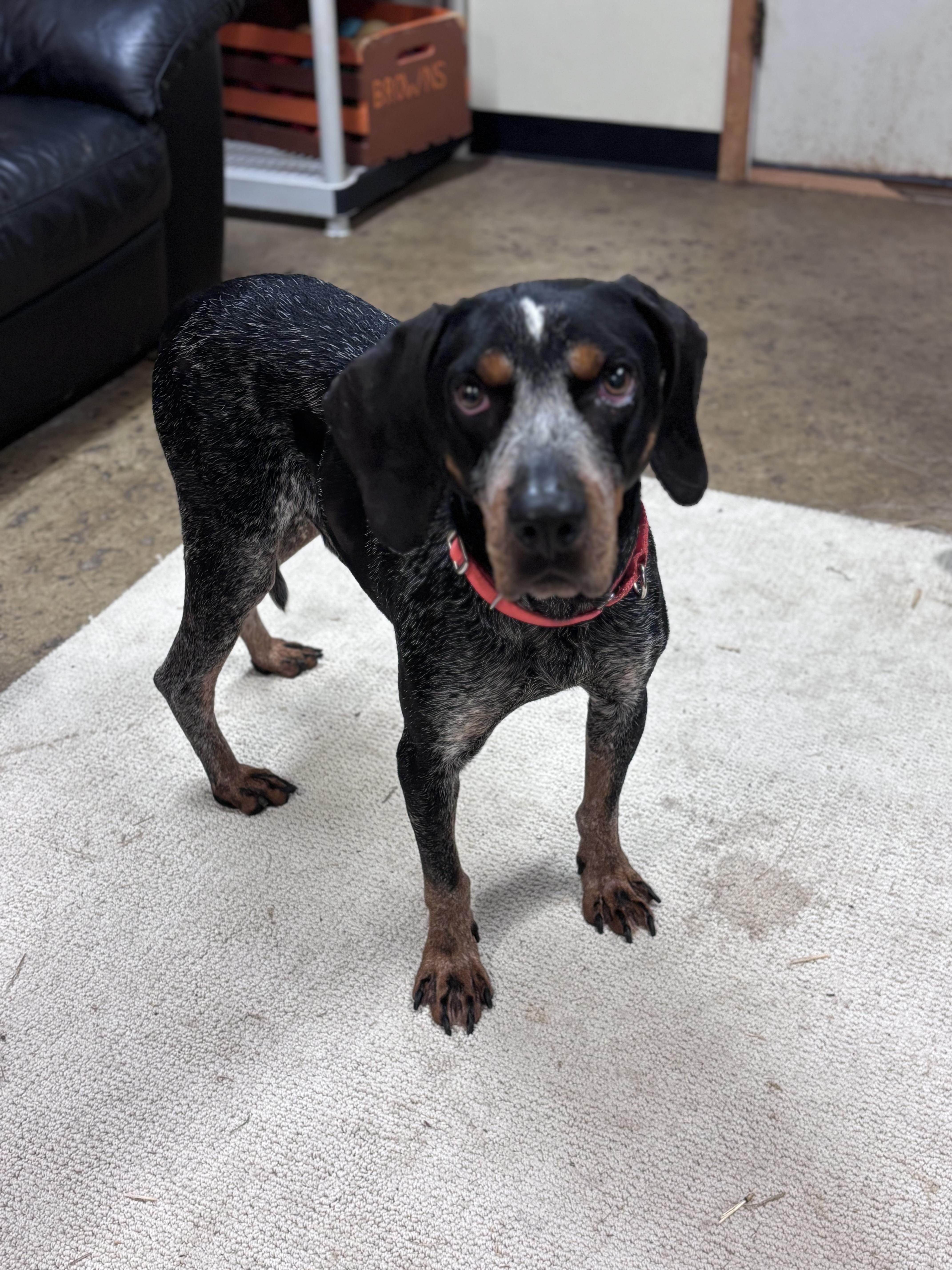 Shotgun, a Adoptable mixed breed in Chardon, OH image 5/5