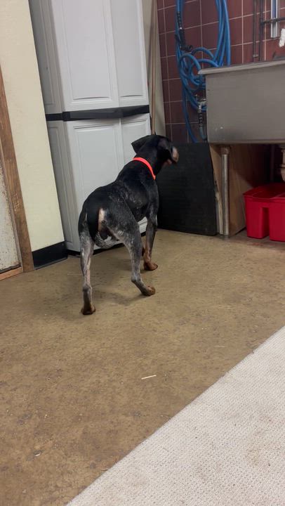 Enlarge Shotgun, a Adoptable mixed breed in Chardon, OH video 3/5