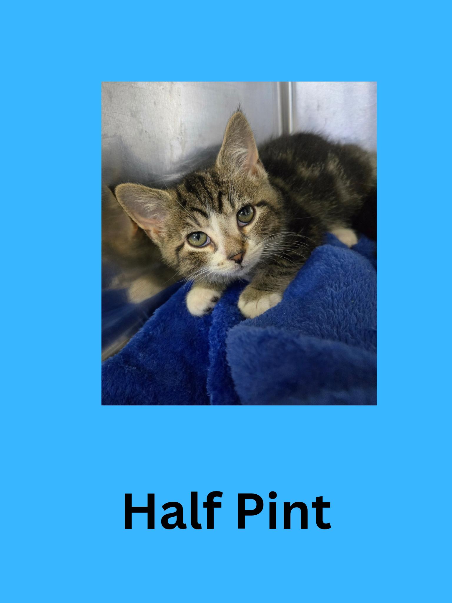 Half Pint