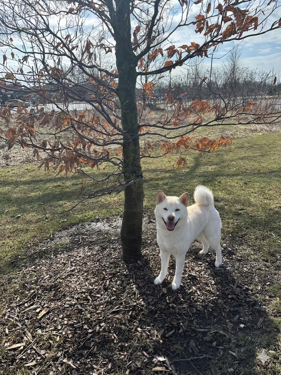 Enlarge Luca, a ADOPTABLE Shiba Inu in Markham, ON image 1/6