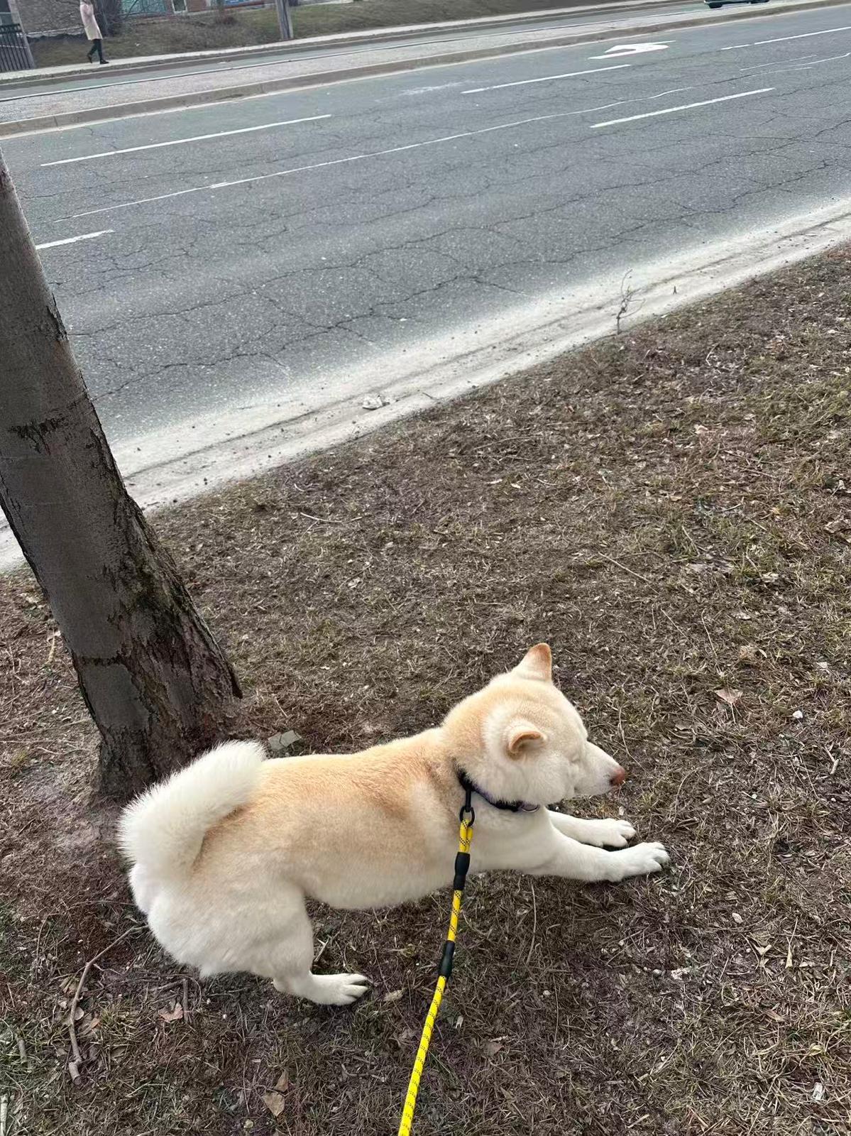 Enlarge Luca, a ADOPTABLE Shiba Inu in Markham, ON image 4/6