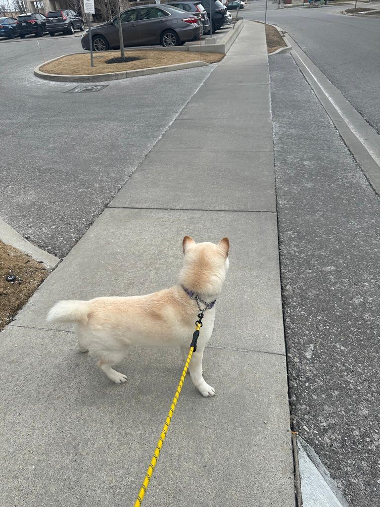 Enlarge Luca, a ADOPTABLE Shiba Inu in Markham, ON image 3/6
