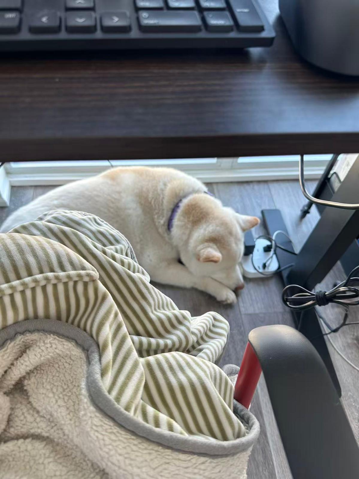 Enlarge Luca, a ADOPTABLE Shiba Inu in Markham, ON image 6/6