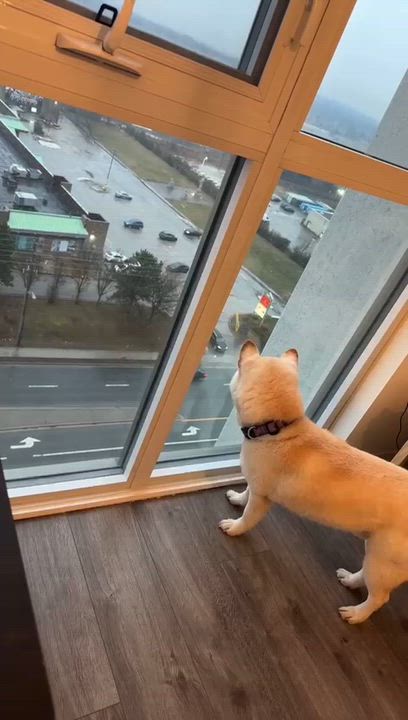 Enlarge Luca, a ADOPTABLE Shiba Inu in Markham, ON video 2/6