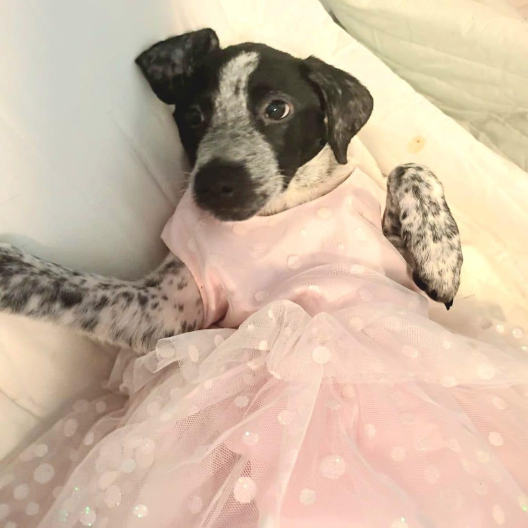 Enlarge GRACE ANN "Your Perfect Little Lady!" (Currently in Puerto Rico), a Adoptable mixed breed in New York, NY image 3/5