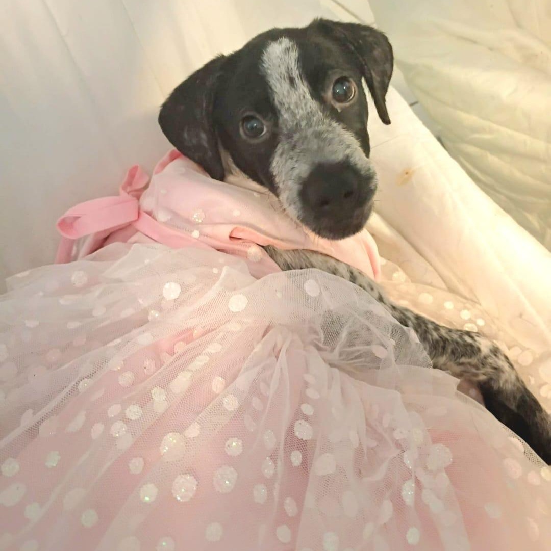 Enlarge GRACE ANN "Your Perfect Little Lady!" (Currently in Puerto Rico), a Adoptable mixed breed in New York, NY image 5/5