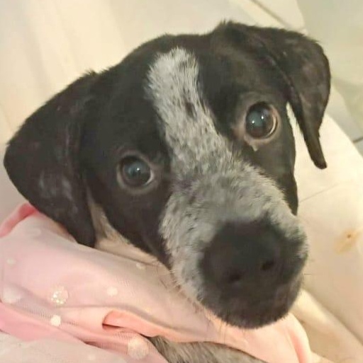 GRACE ANN "Your Perfect Little Lady!" (Currently in Puerto Rico), Adoptable, Puppy Female Labrador Retriever & German Shorthaired Pointer.