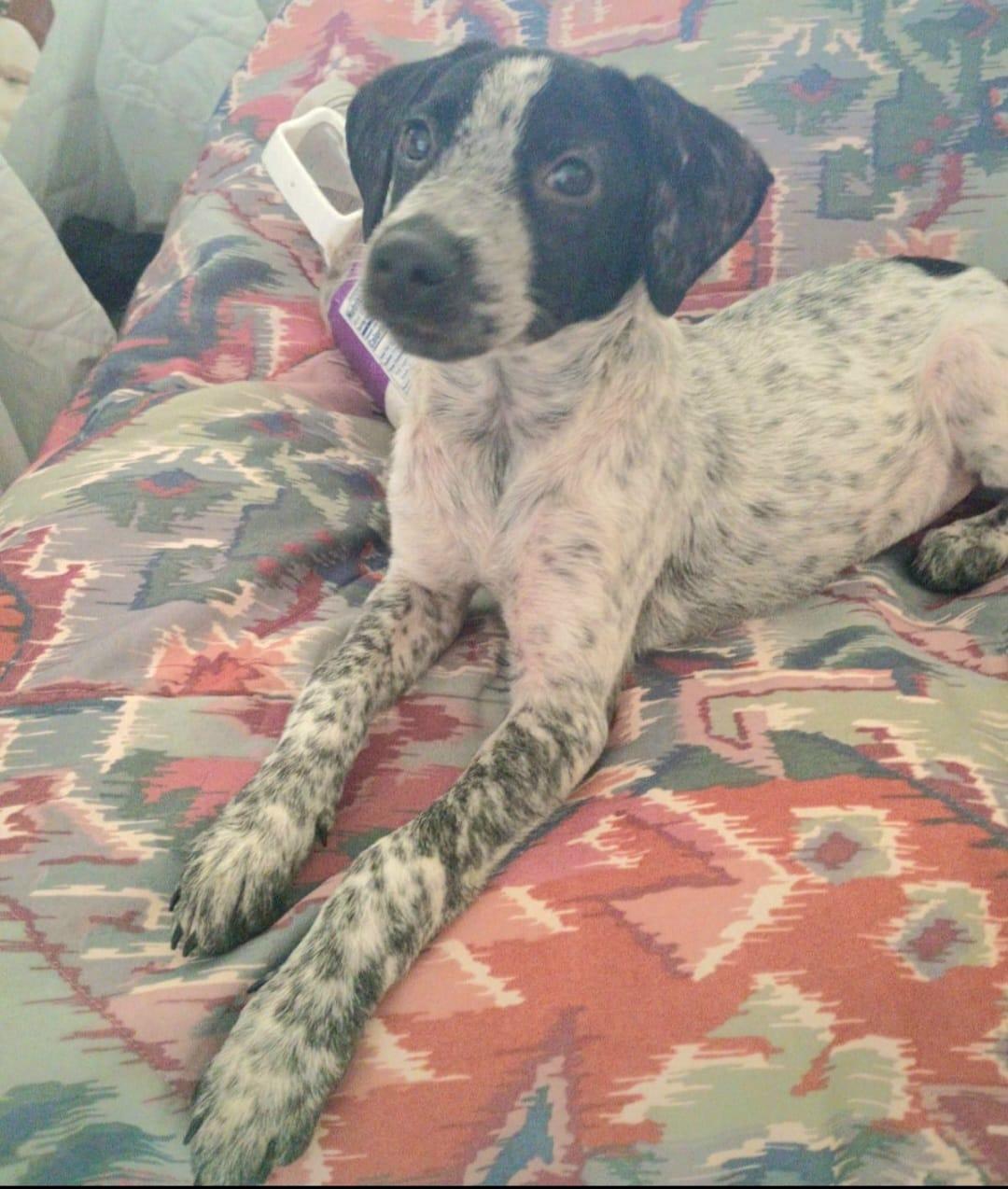 Enlarge GRACE ANN "Your Perfect Little Lady!" (Currently in Puerto Rico), a Adoptable mixed breed in New York, NY image 2/5