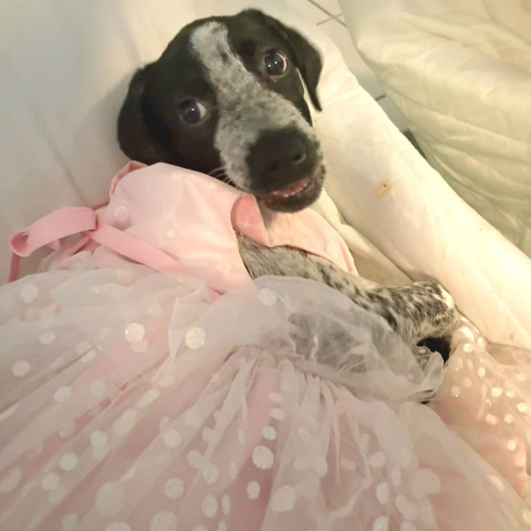 Enlarge GRACE ANN "Your Perfect Little Lady!" (Currently in Puerto Rico), a Adoptable mixed breed in New York, NY image 4/5