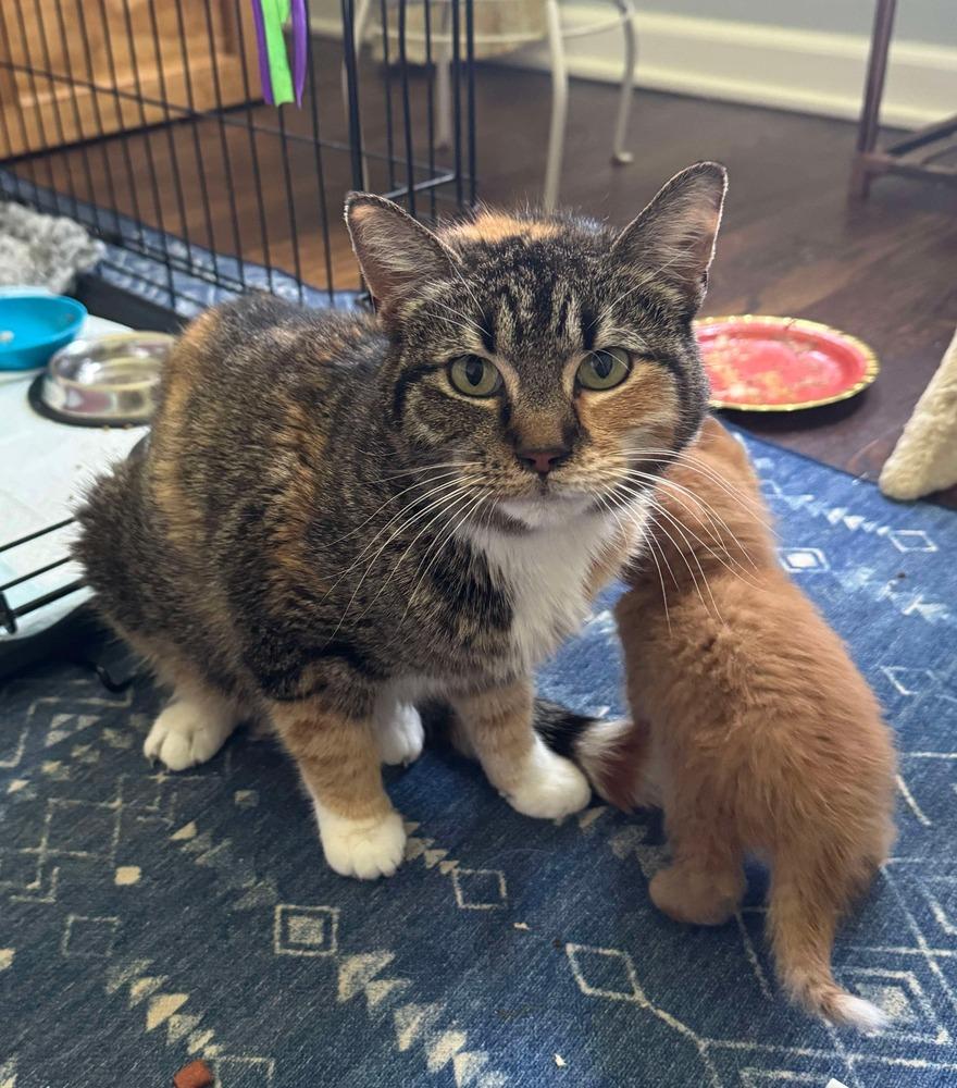 Iris, Adoptable, Adult Female Domestic Short Hair.