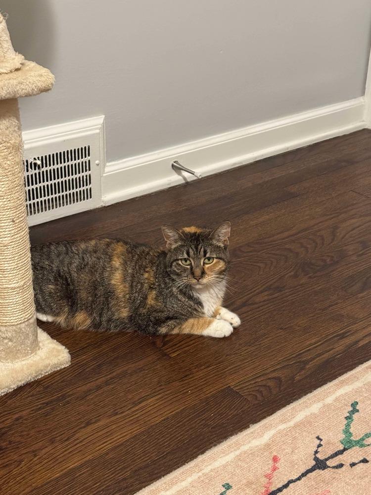 Enlarge Iris, a Adoptable mixed breed in West Mifflin, PA image 2/2