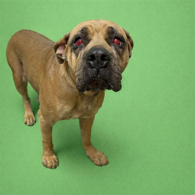 Enlarge SUGAR, a Adoptable mixed breed in Redlands, CA image 1/1