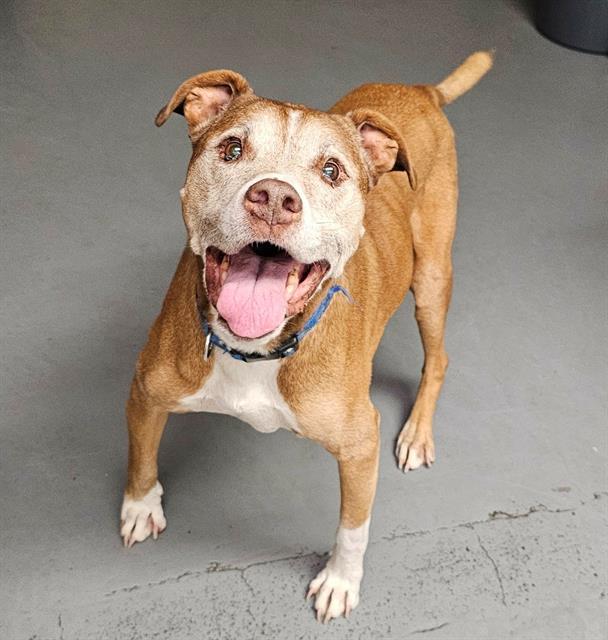 Enlarge Eddy, a ADOPTABLE American Staffordshire Terrier in Phoenix, OR image 1/1