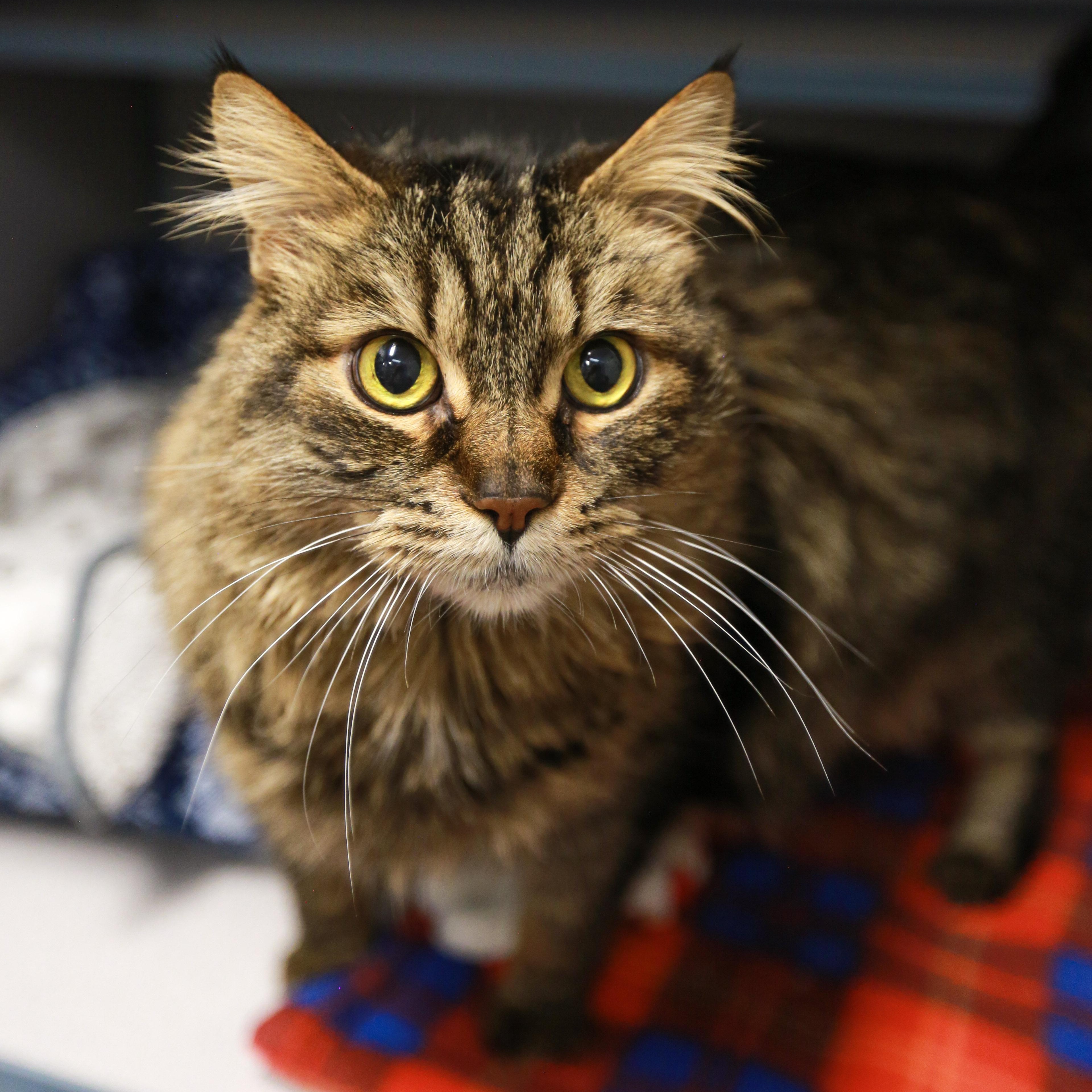 Raspy- Beautiful Coat, ADOPTABLE, Adult Male Domestic Long Hair.