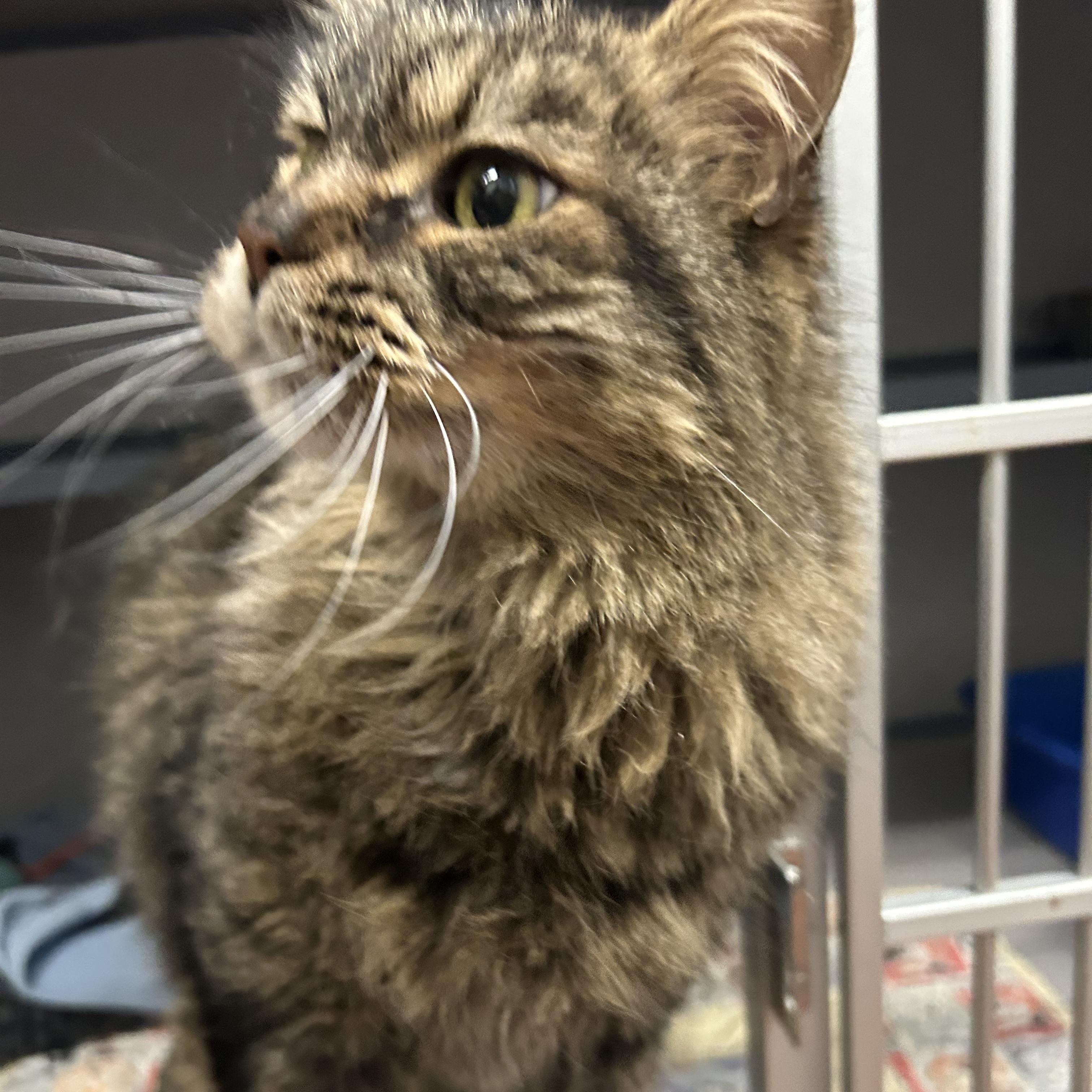Enlarge Raspy- Beautiful Coat, a ADOPTABLE Domestic Long Hair in Grass Valley, CA image 3/4