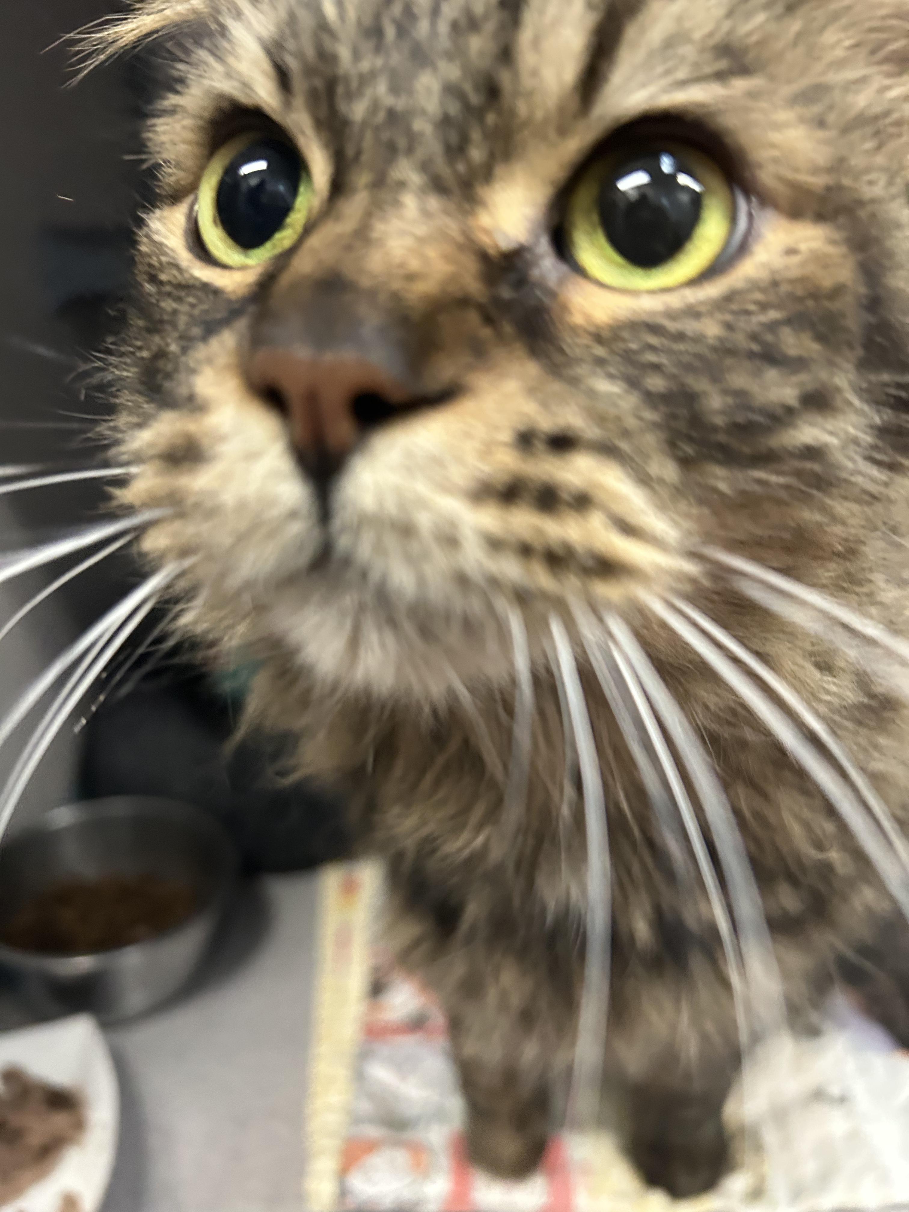 Enlarge Raspy- Beautiful Coat, a ADOPTABLE Domestic Long Hair in Grass Valley, CA image 2/4