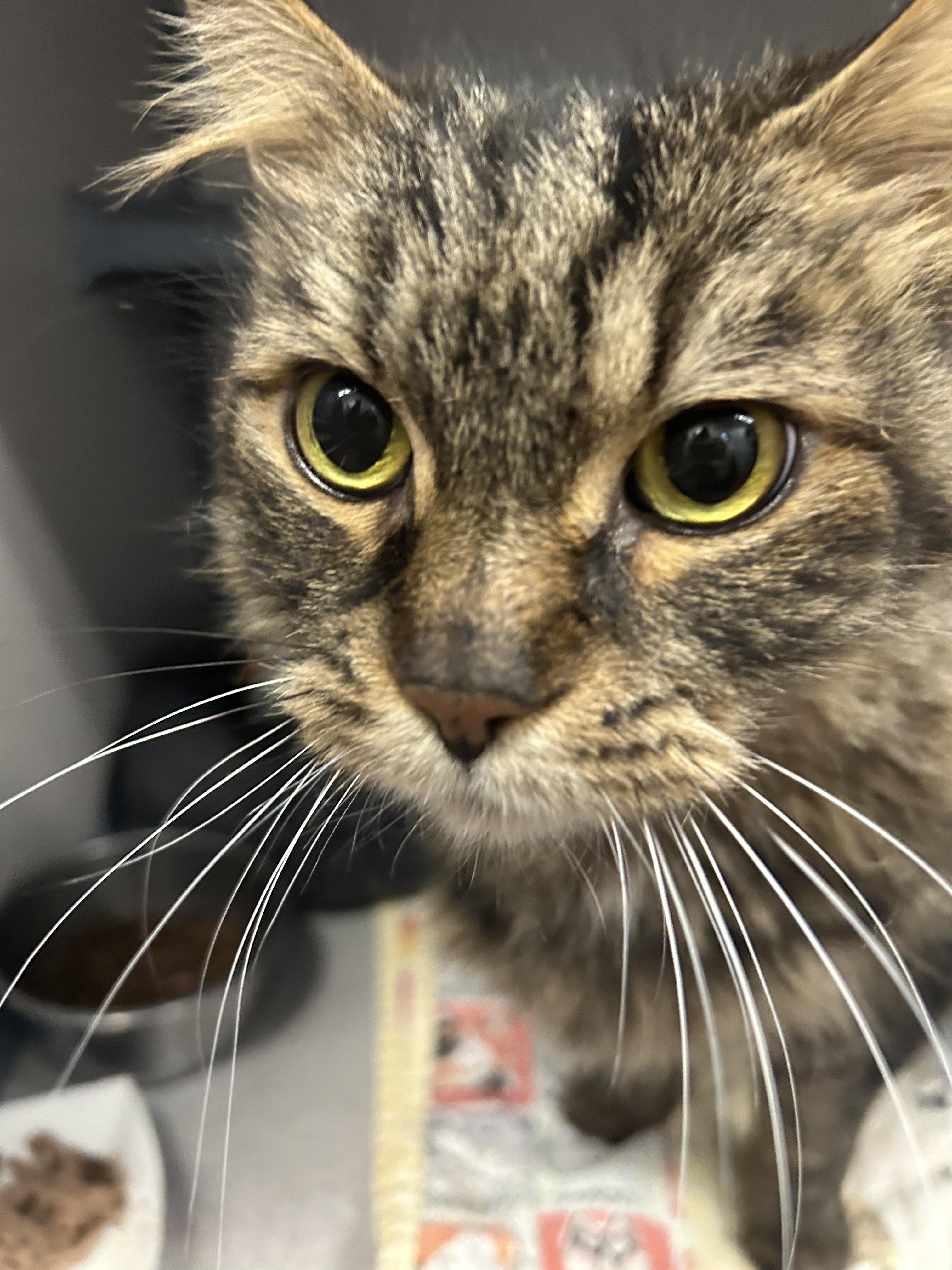 Enlarge Raspy- Beautiful Coat, a ADOPTABLE Domestic Long Hair in Grass Valley, CA image 1/4