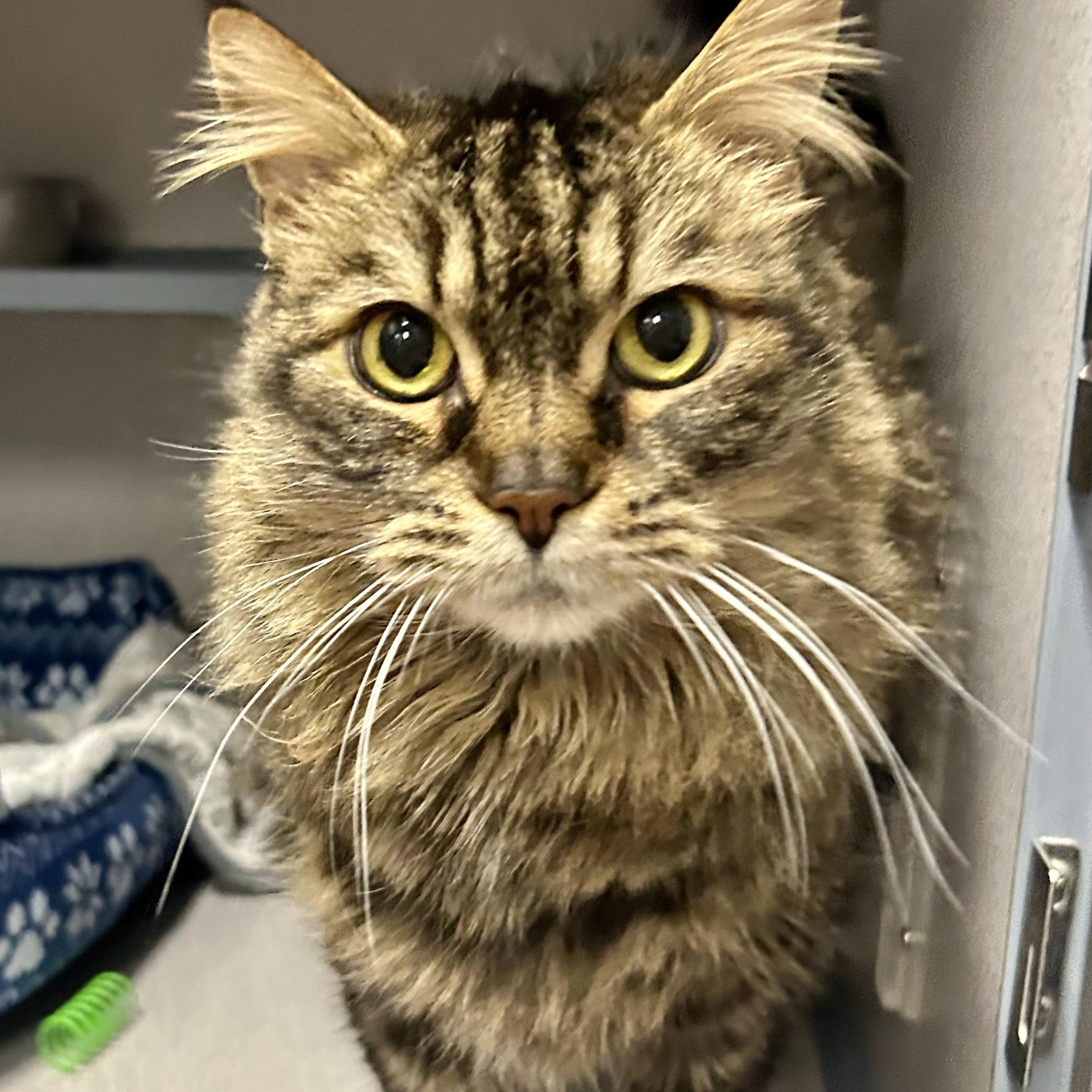 Raspy- Beautiful Coat, ADOPTABLE, Adult Male Domestic Long Hair.