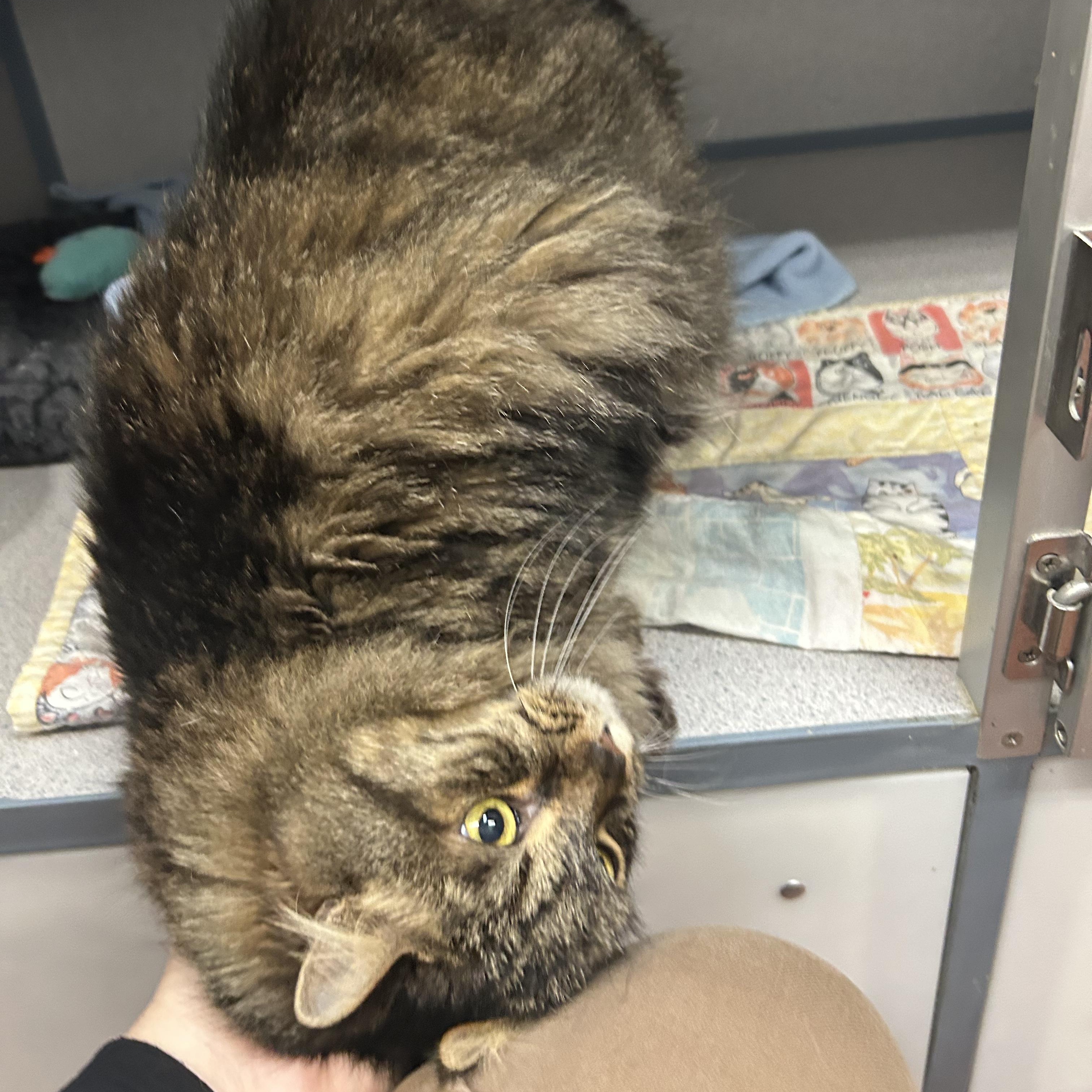 Enlarge Raspy- Beautiful Coat, a ADOPTABLE Domestic Long Hair in Grass Valley, CA image 4/4