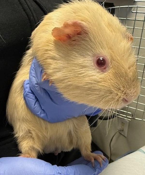 Peanut, Adoptable, Adult Male Guinea Pig.