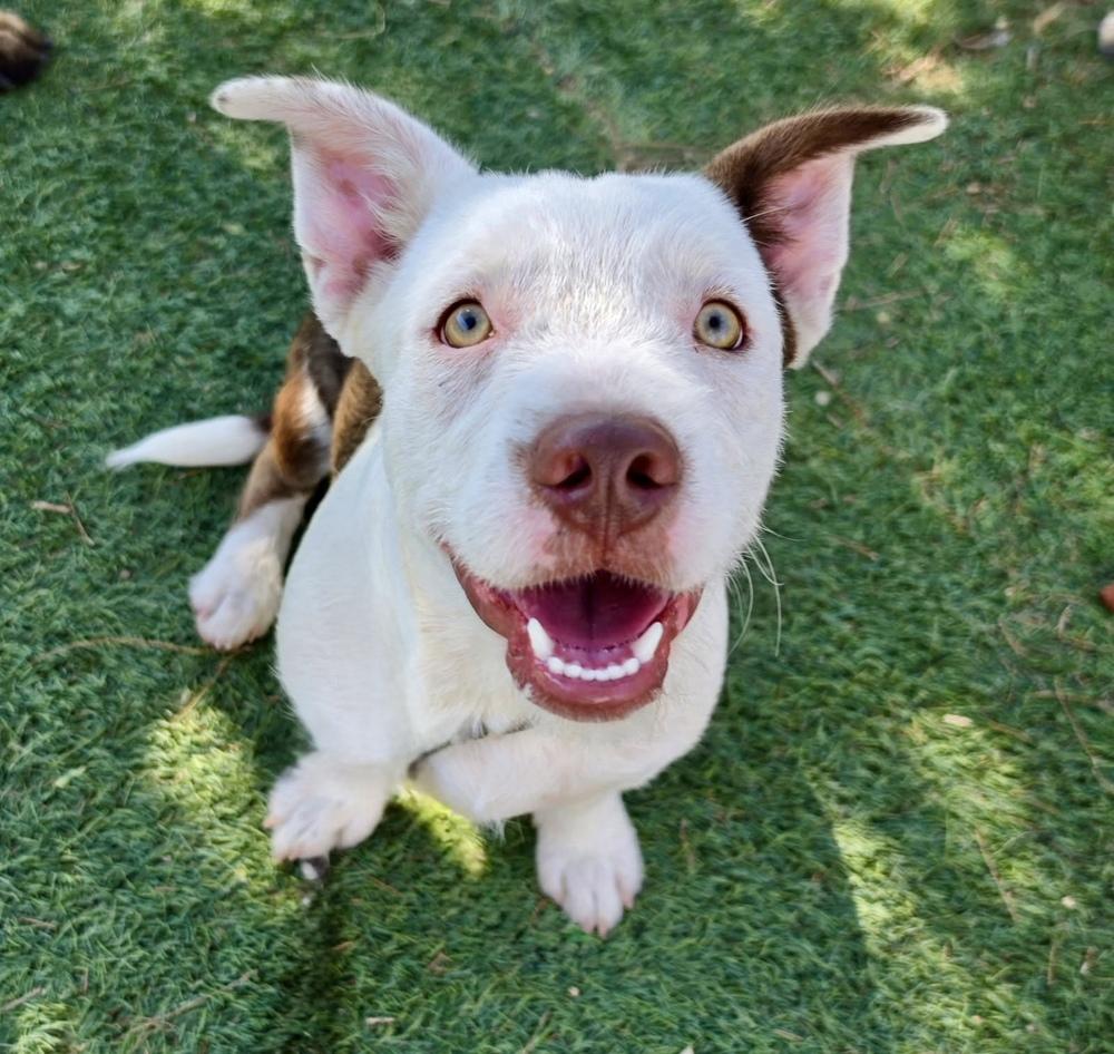 Frankenstein, Adoptable, Young Male Terrier.