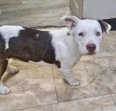 Enlarge Frankenstein, a Adoptable mixed breed in Littleton, CO image 2/4