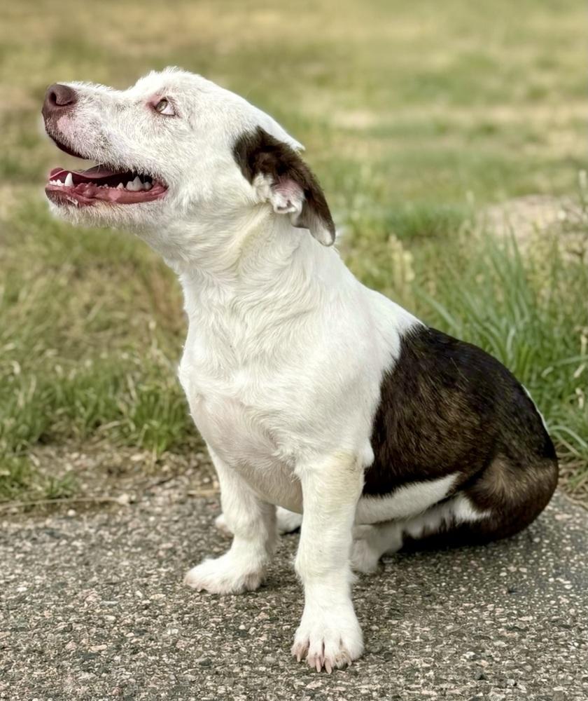 Enlarge Frankenstein, a Adoptable mixed breed in Littleton, CO image 3/4