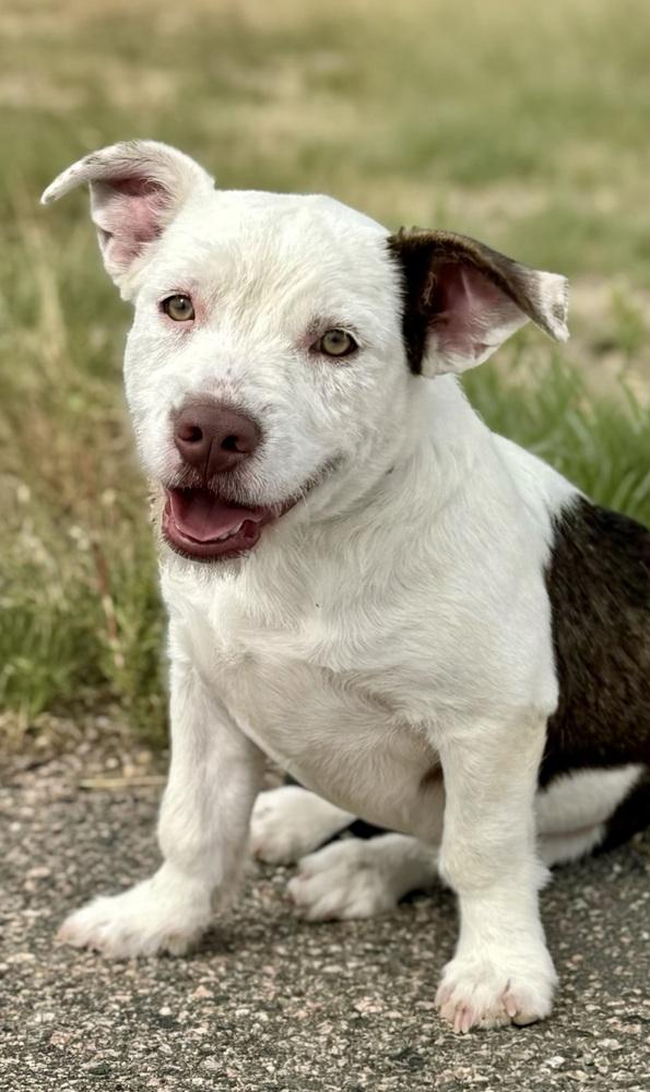 Enlarge Frankenstein, a Adoptable mixed breed in Littleton, CO image 4/4