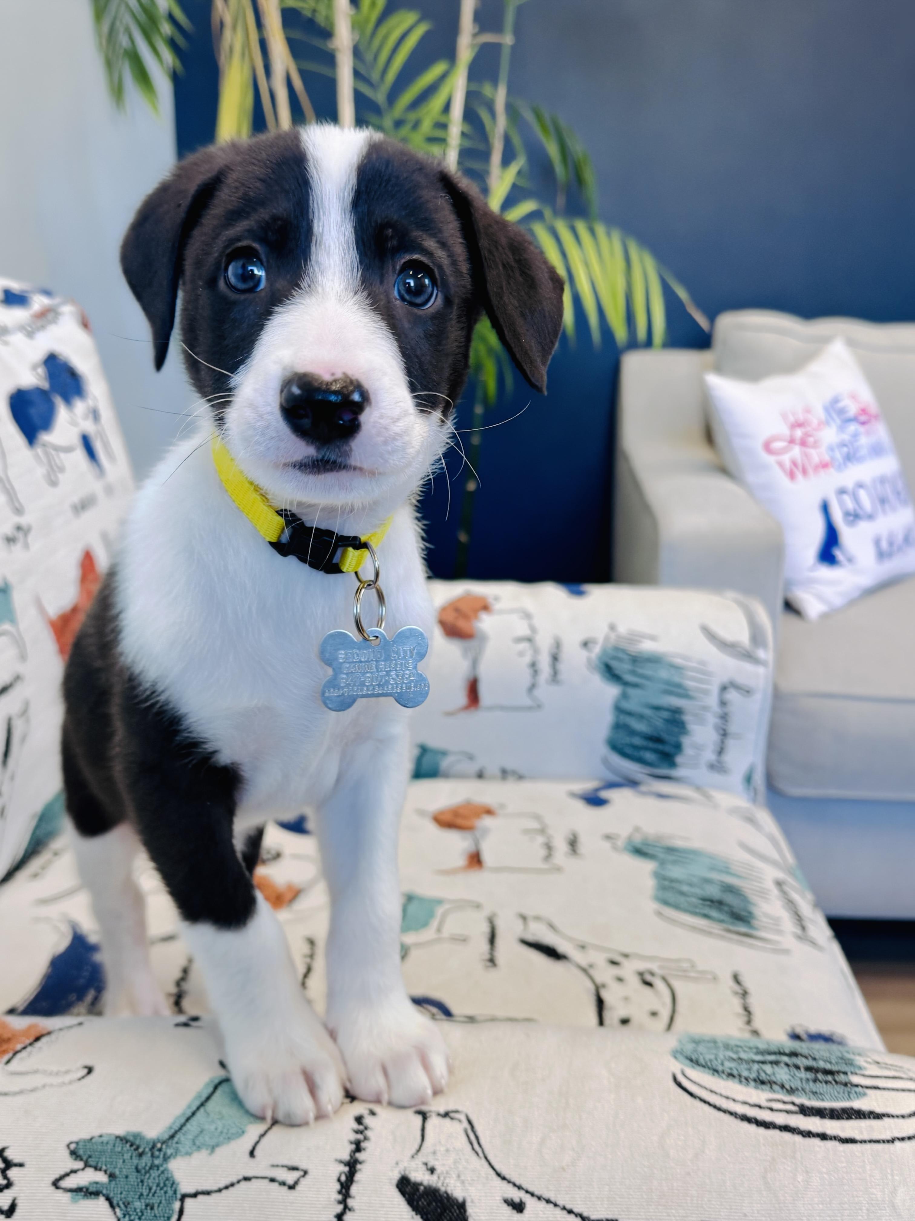 Enlarge Waiver, a Adopted mixed breed in Palatine, IL image 2/6