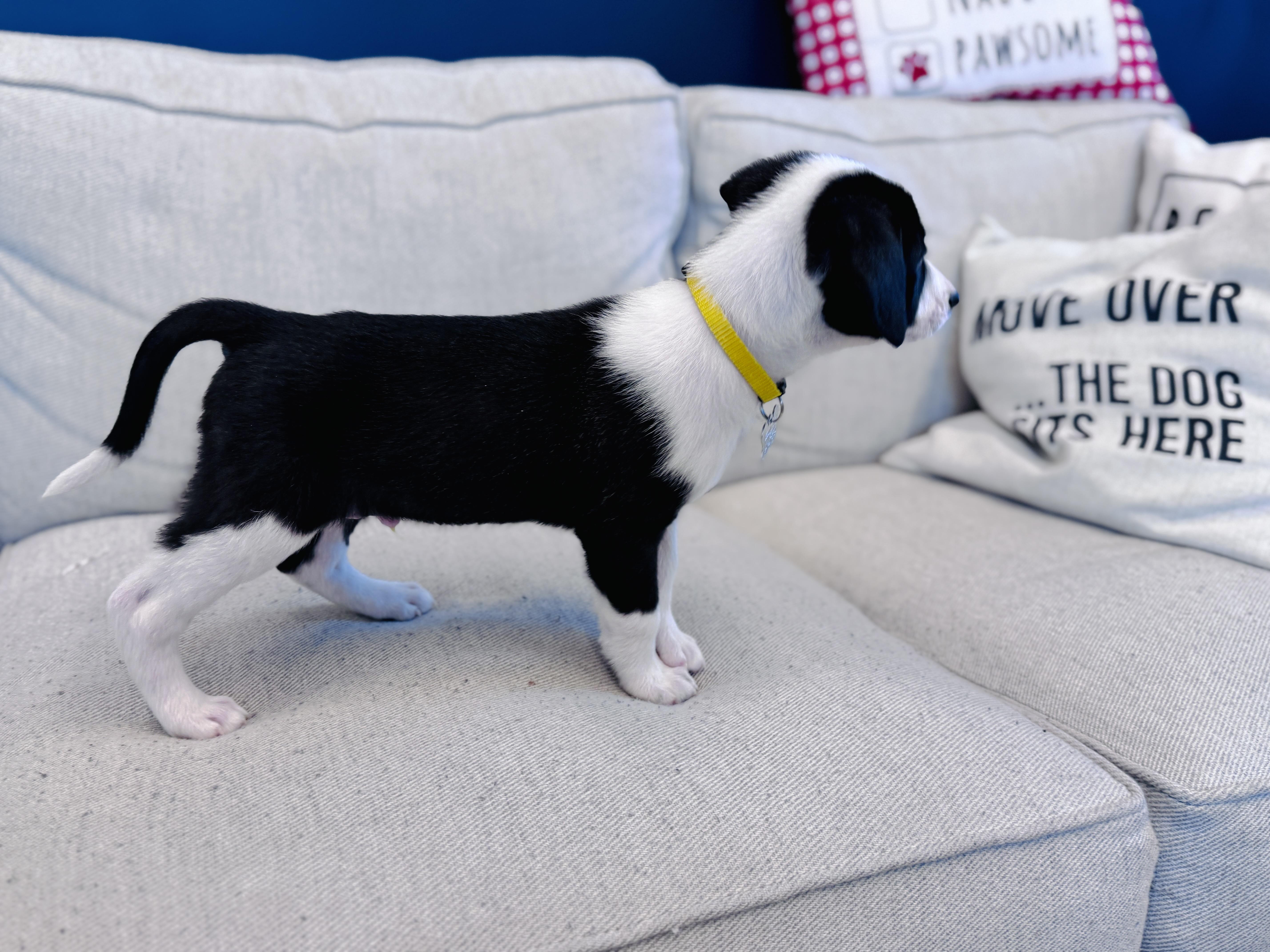 Enlarge Waiver, a Adopted mixed breed in Palatine, IL image 5/6