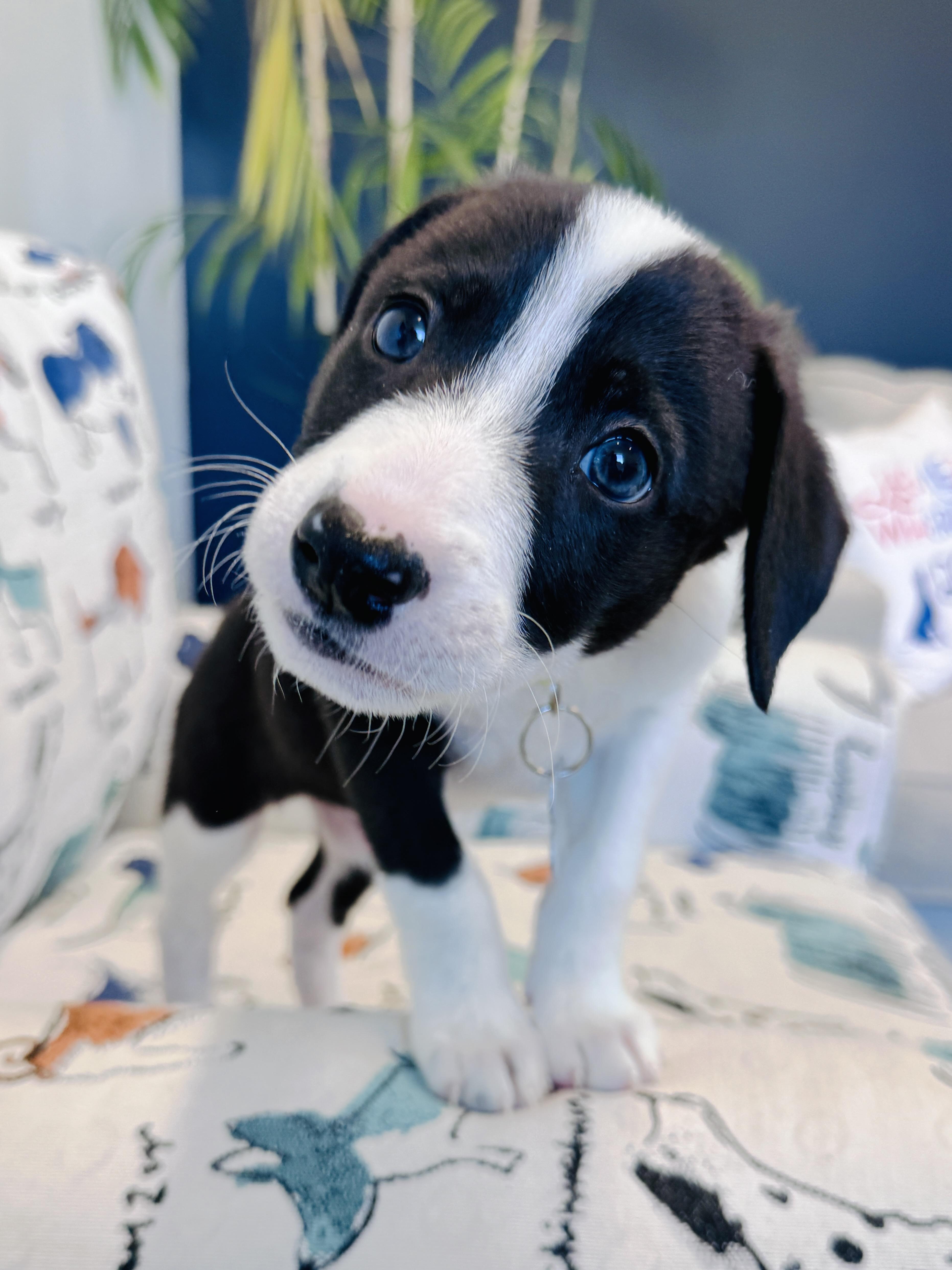 Enlarge Waiver, a Adopted mixed breed in Palatine, IL image 4/6