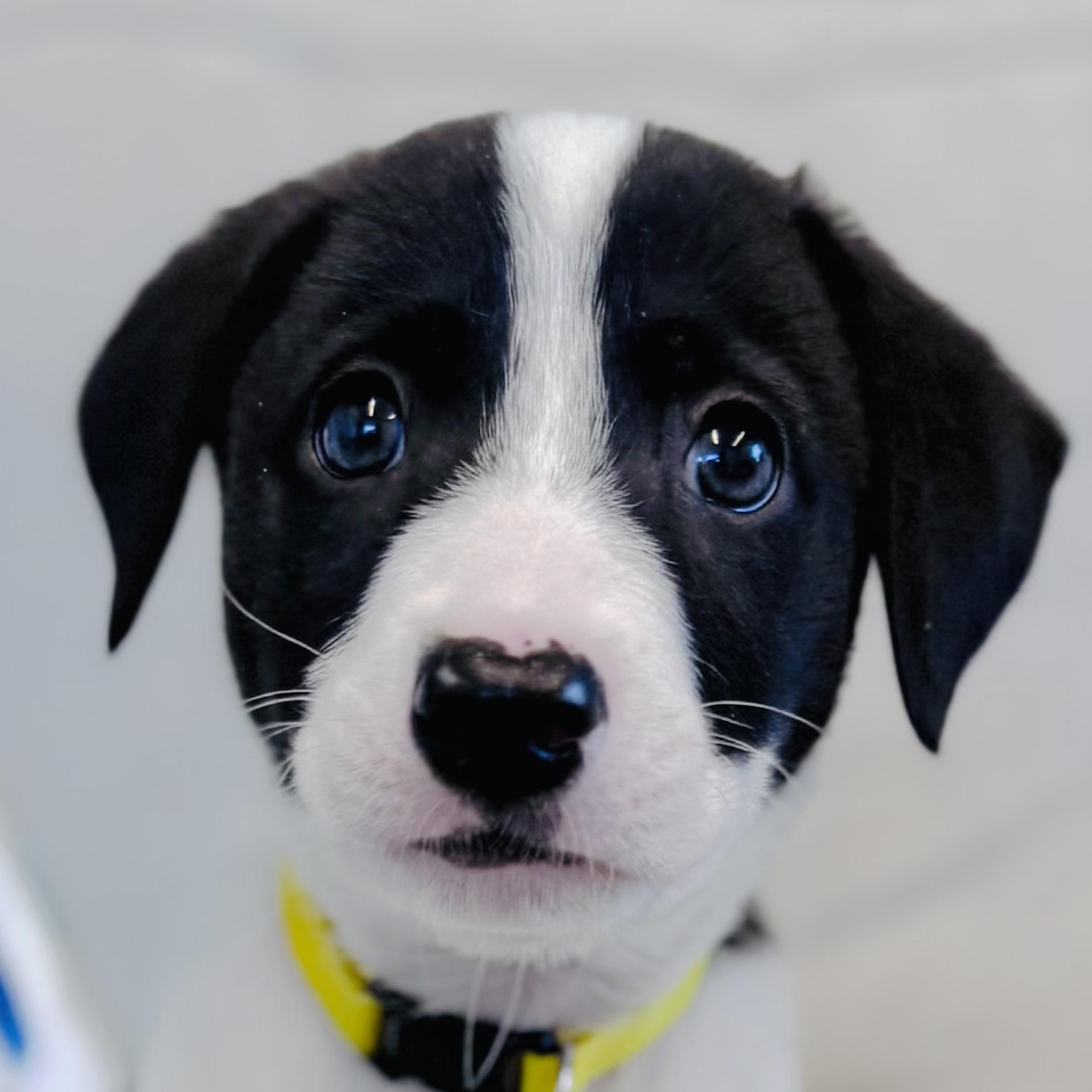 Waiver, Adopted, Puppy Male Terrier & Poodle.