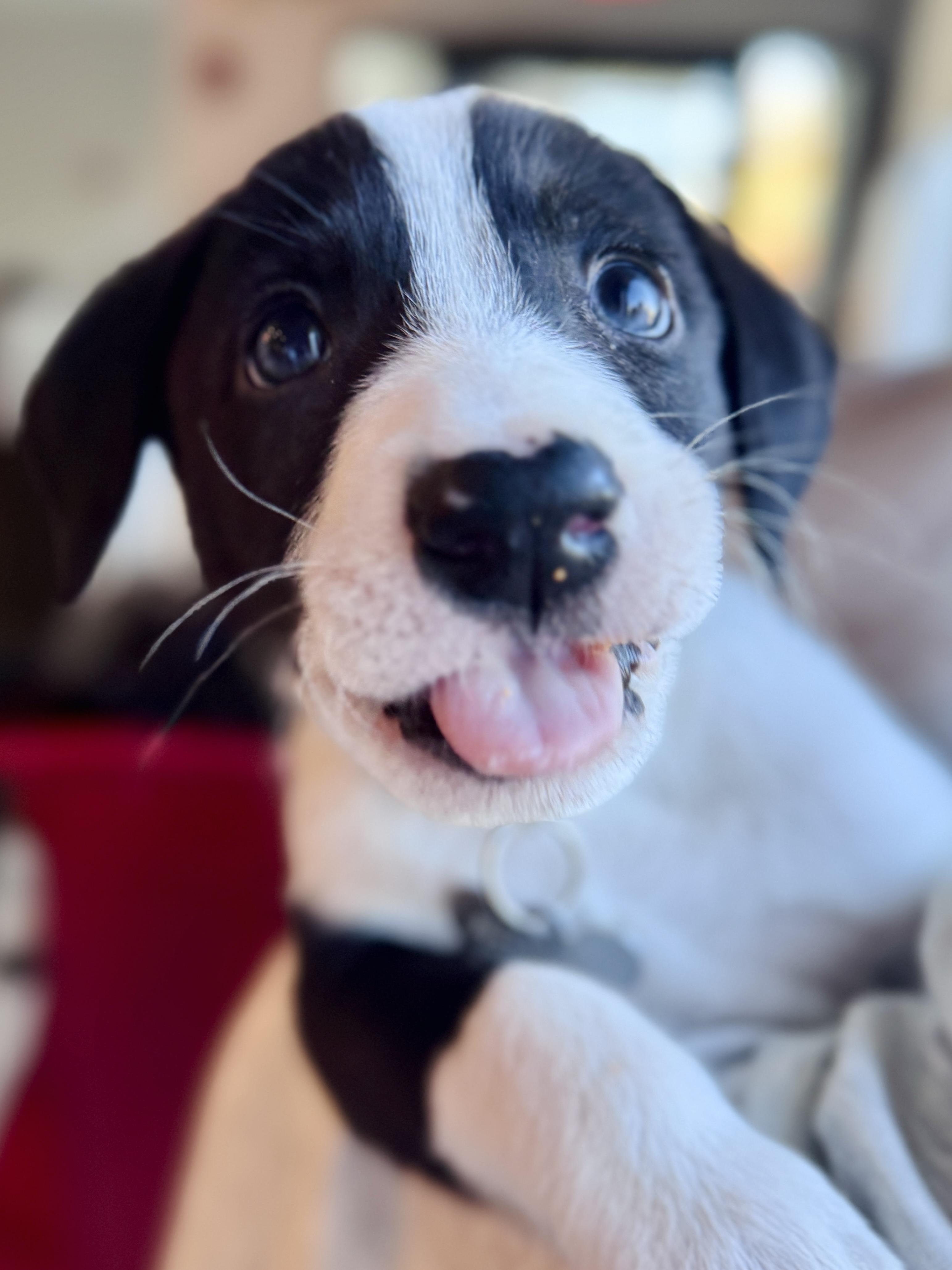 Enlarge Waiver, a Adopted mixed breed in Palatine, IL image 6/6