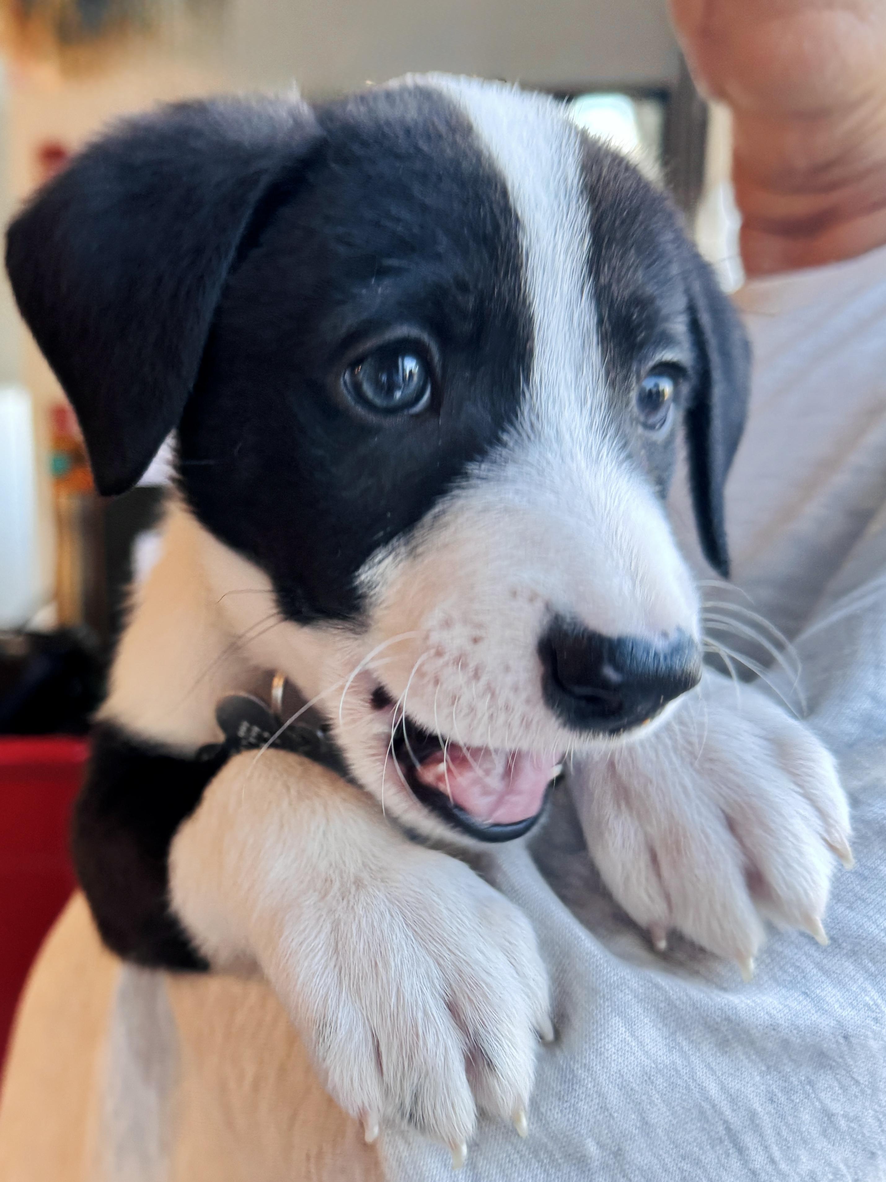 Enlarge Waiver, a Adopted mixed breed in Palatine, IL image 3/6