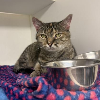 Flossie, Adoptable, Adult Female Domestic Short Hair.