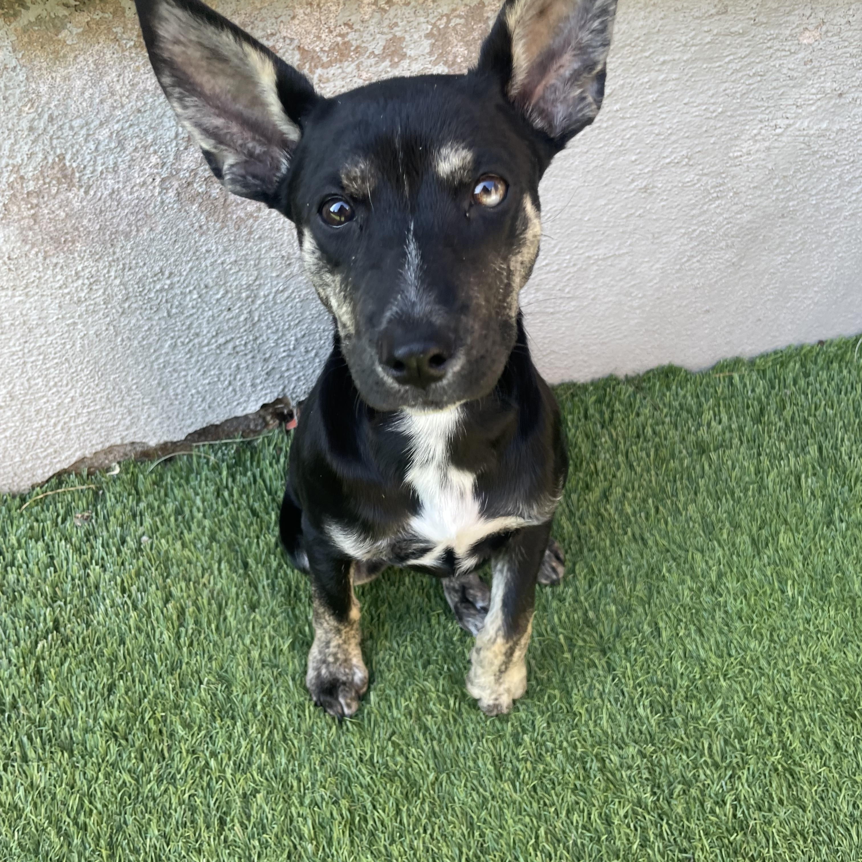 Pizookie, ADOPTABLE, Puppy Female Mixed Breed.