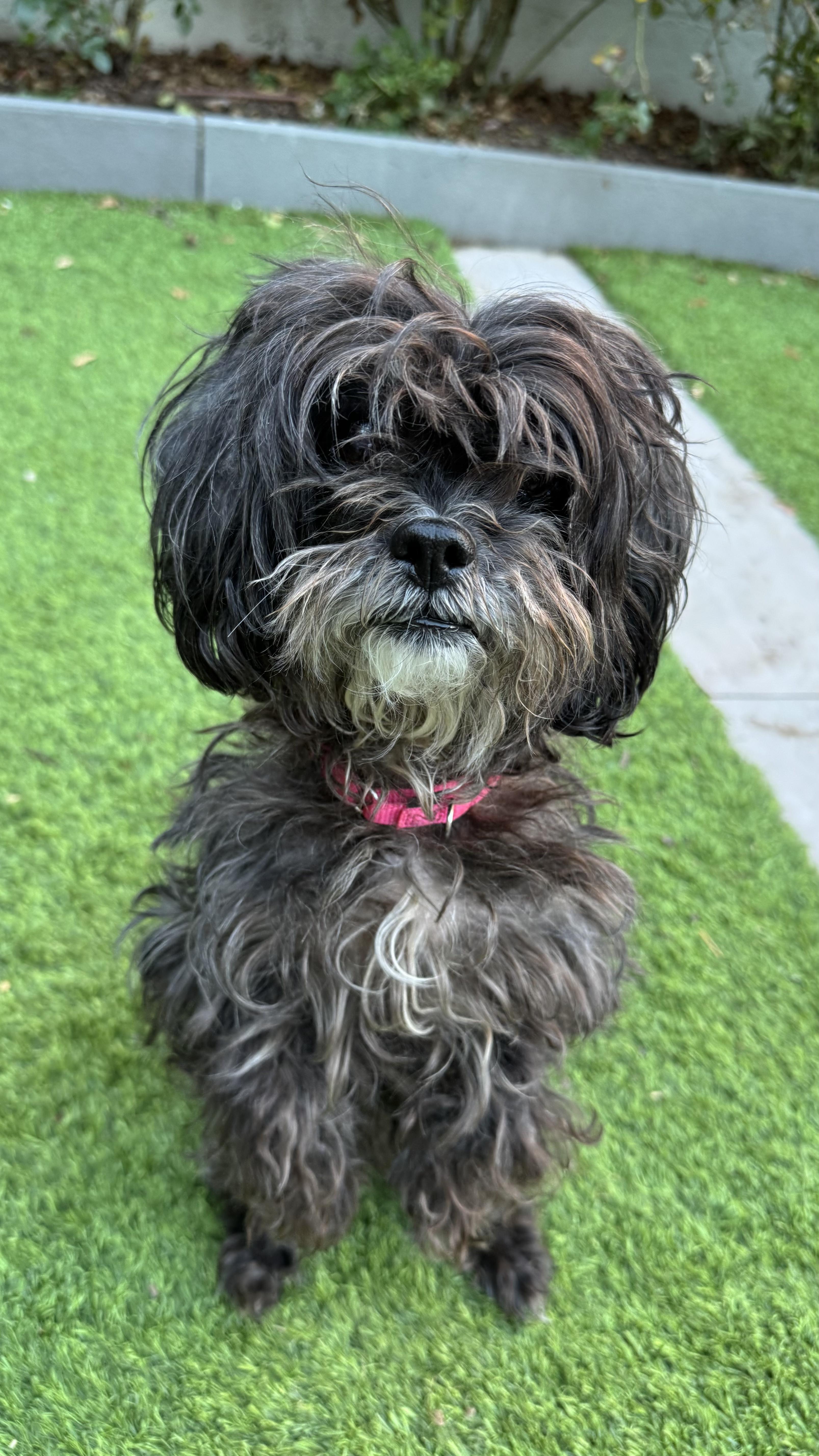 Enlarge Coco, a ADOPTABLE mixed breed in Montclair, NJ image 1/5