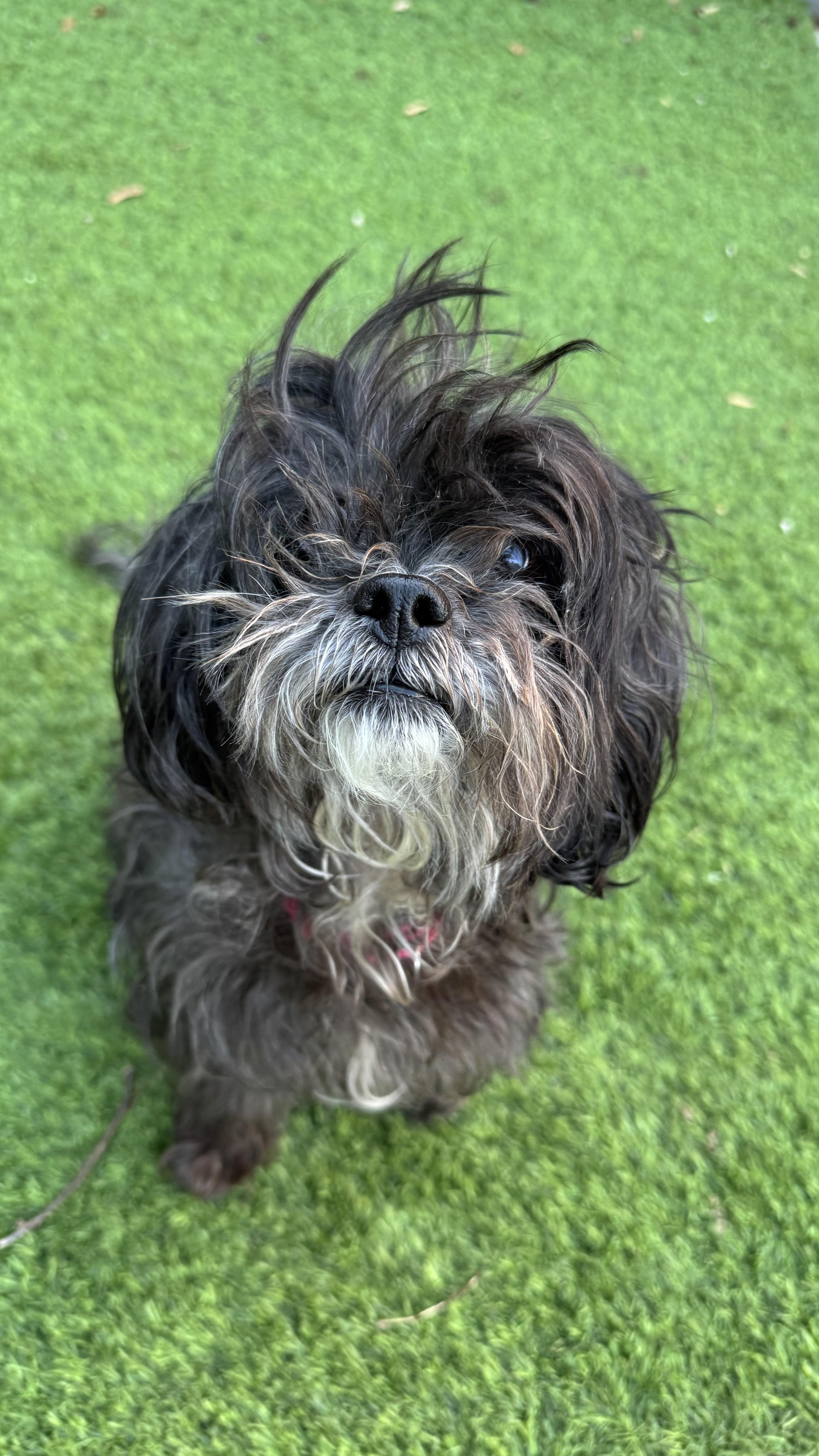 Enlarge Coco, a ADOPTABLE mixed breed in Montclair, NJ image 2/5