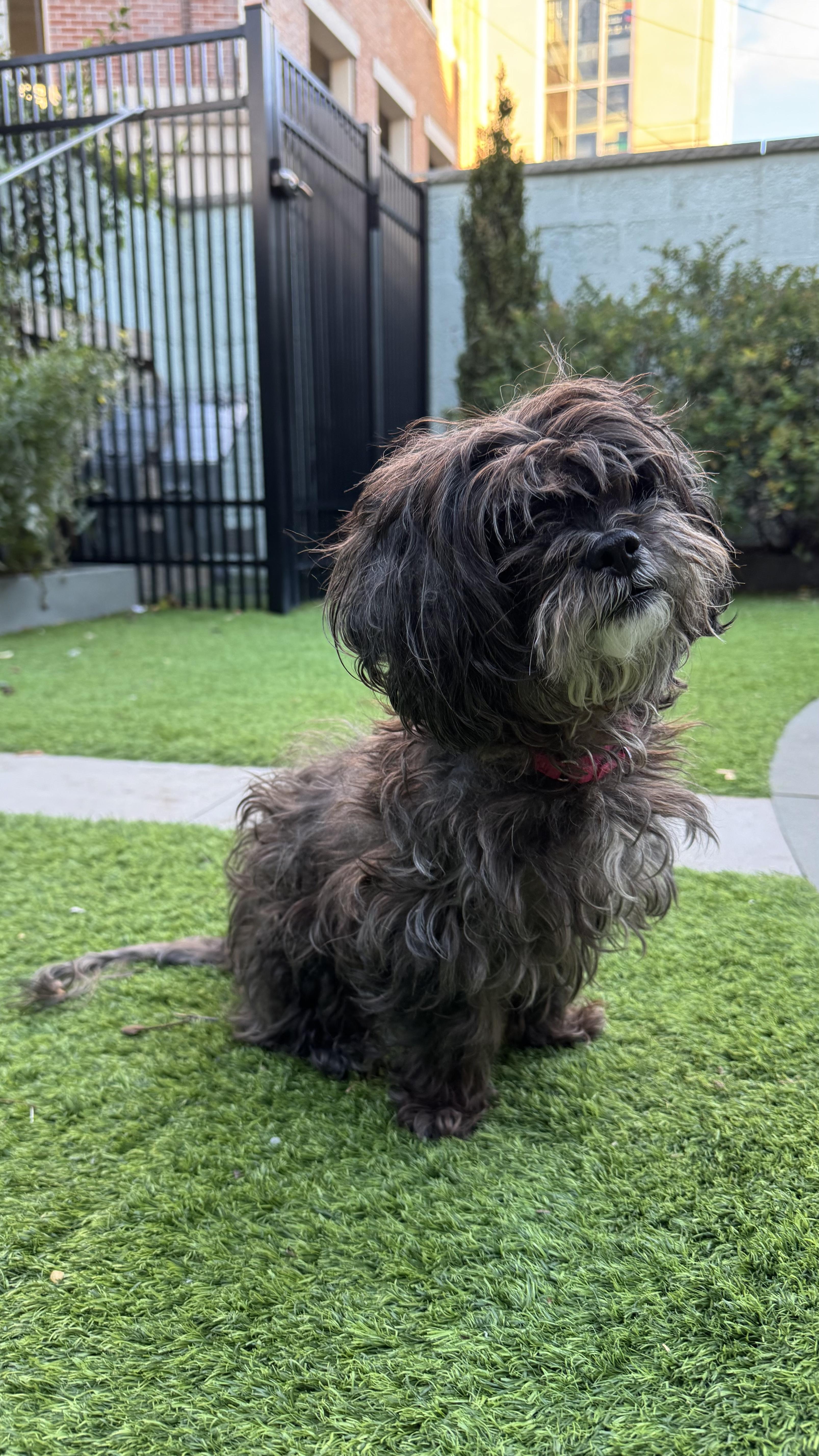 Enlarge Coco, a ADOPTABLE mixed breed in Montclair, NJ image 5/5
