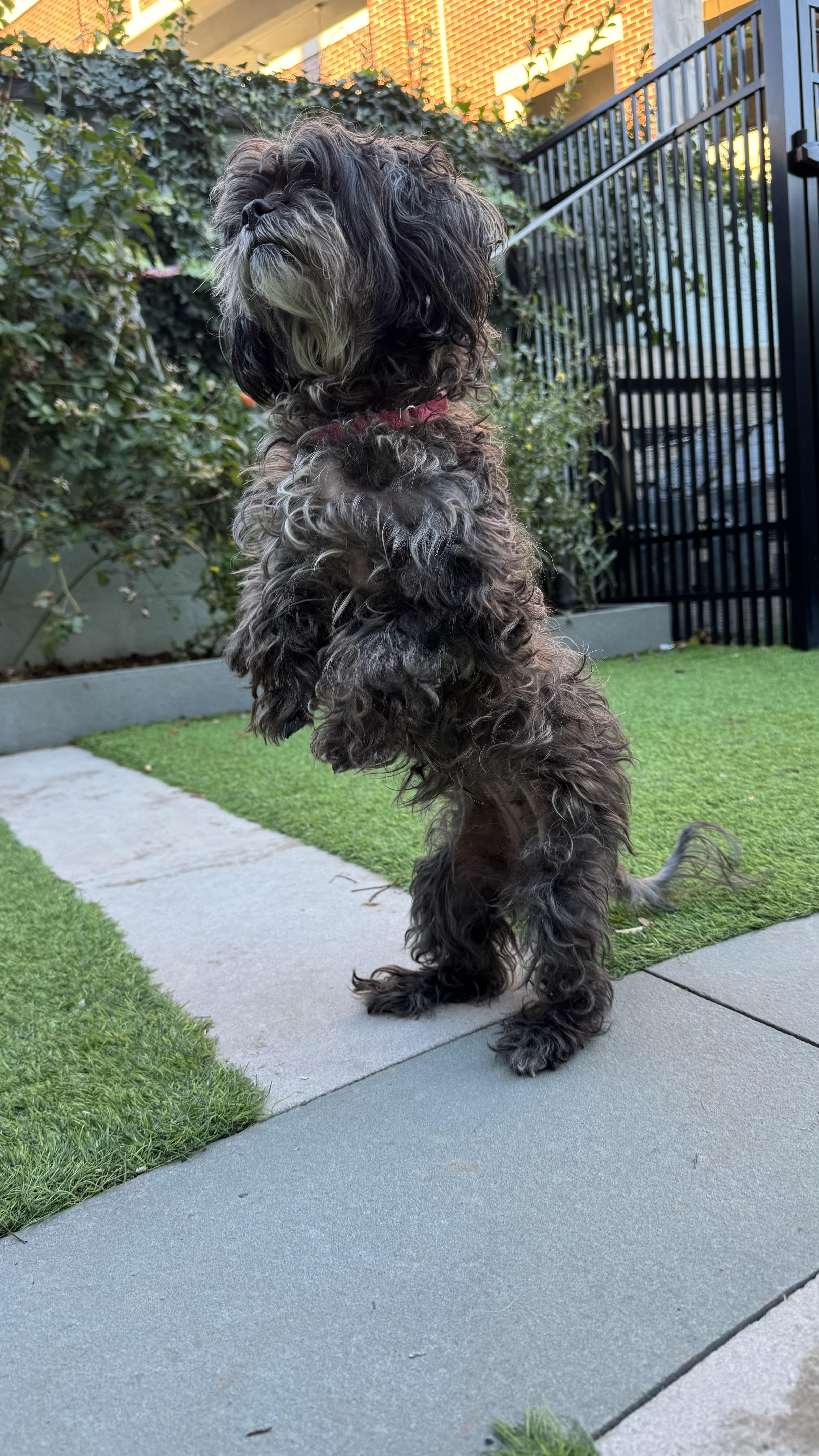Enlarge Coco, a ADOPTABLE mixed breed in Montclair, NJ image 3/5