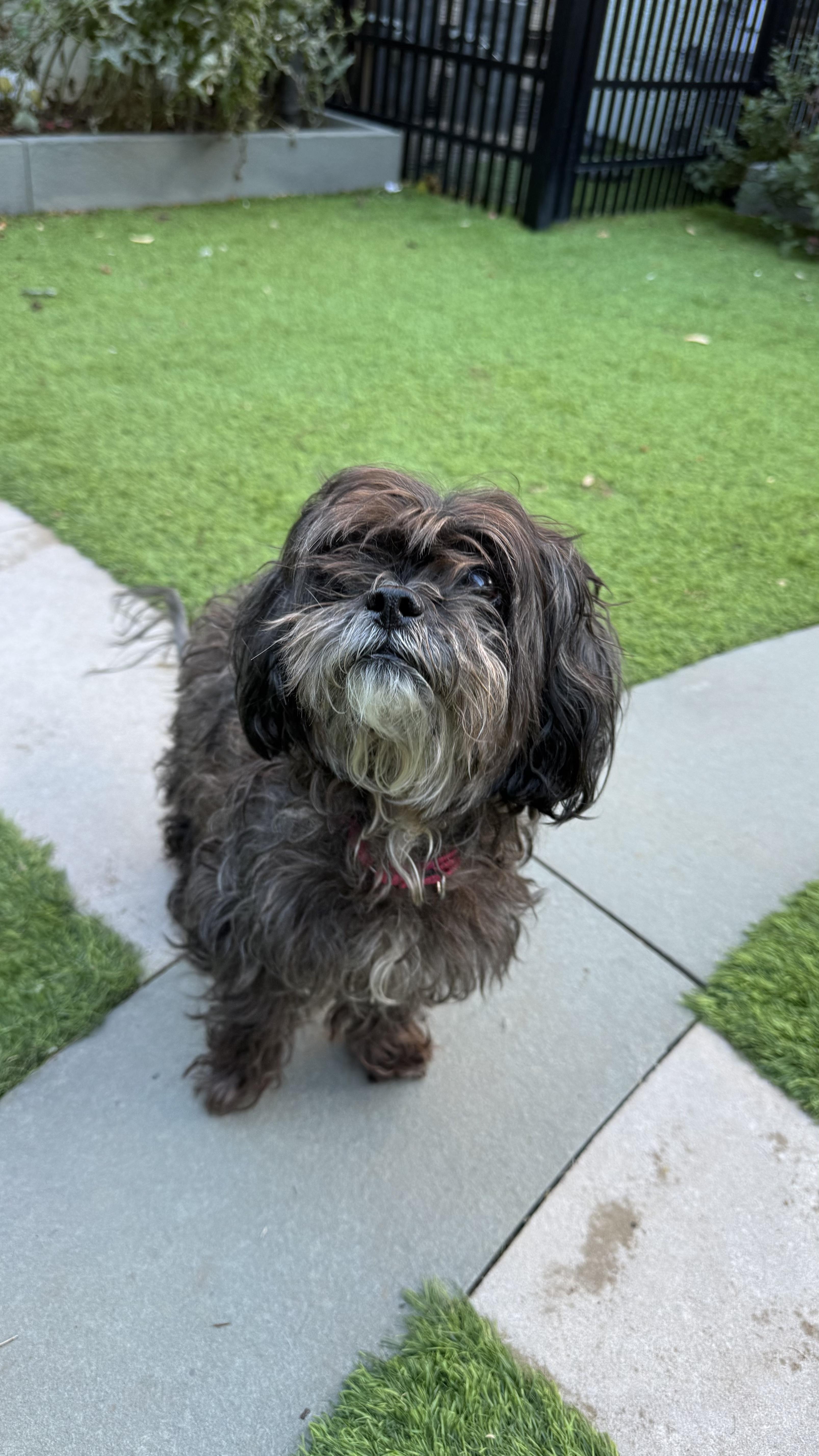 Enlarge Coco, a ADOPTABLE mixed breed in Montclair, NJ image 4/5