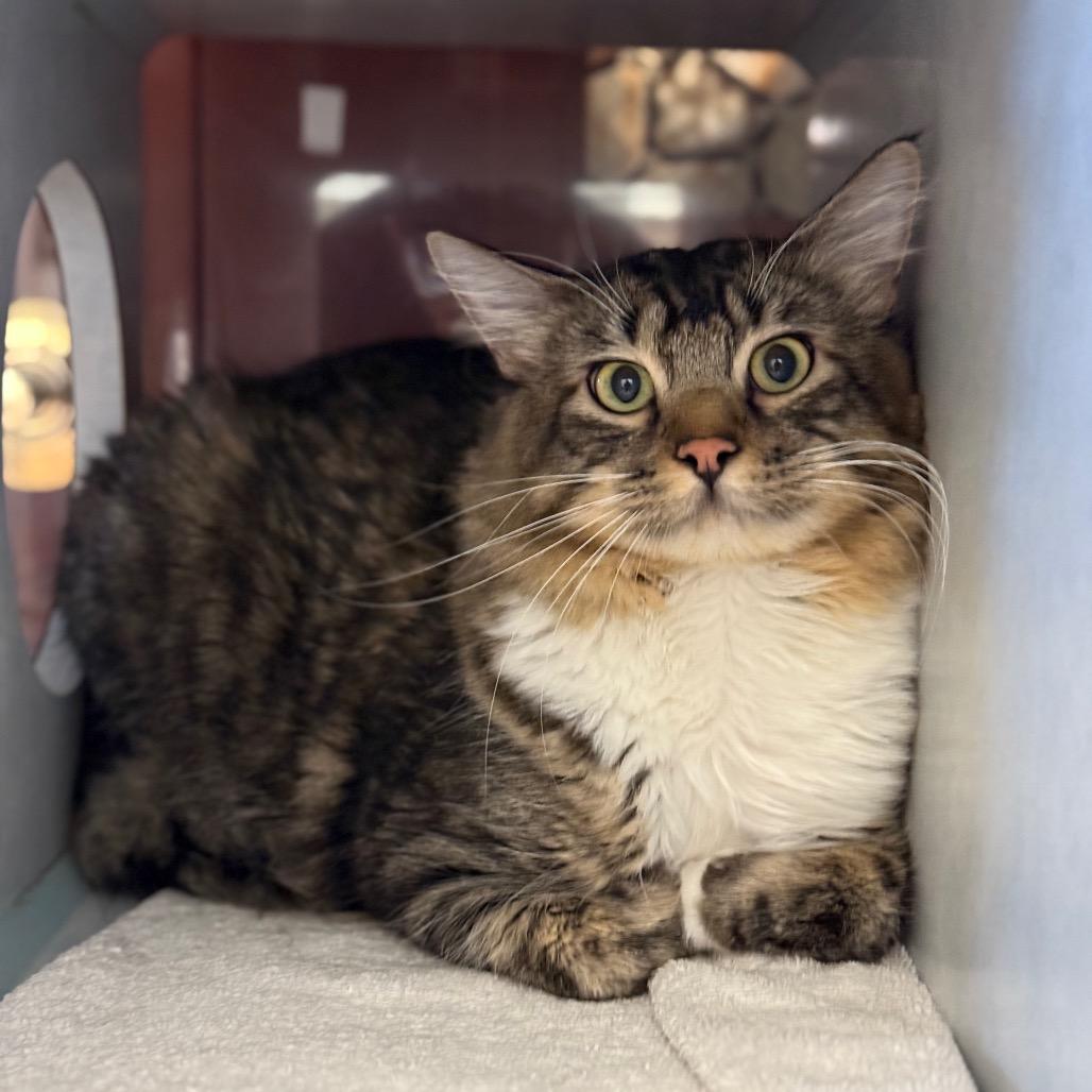 Marvin, Adoptable, Young Male Domestic Long Hair.