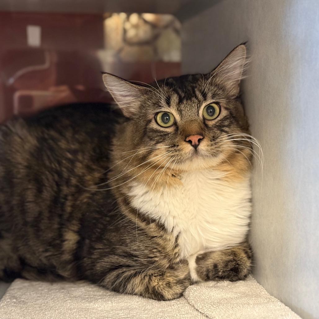 Enlarge Marvin, a Adoptable Domestic Long Hair in Glenwood Springs, CO image 2/3
