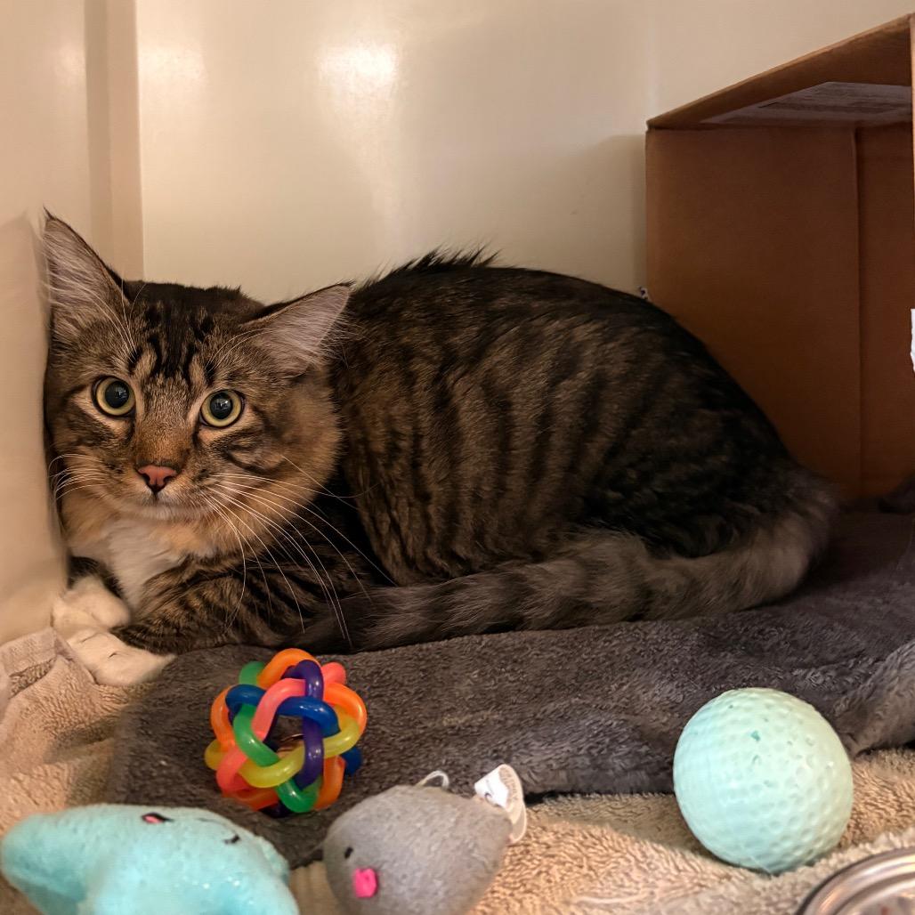 Enlarge Marvin, a Adoptable Domestic Long Hair in Glenwood Springs, CO image 3/3