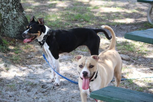 Sweet Potato, a Adoptable mixed breed in Melbourne, FL image 1/2